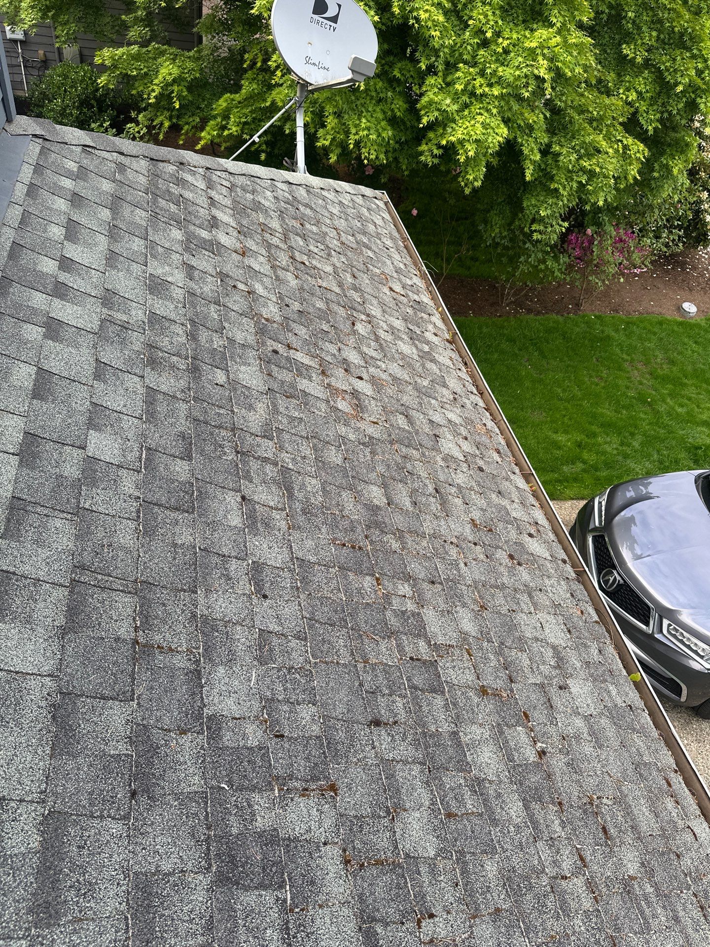 Softwashed in many Years back, and organic regrowth significant by DawnSky LLC