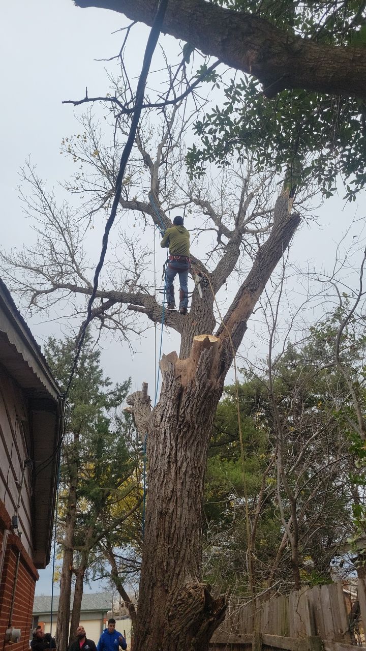 Tree Removal using Chainsaws by Clays Services Inc