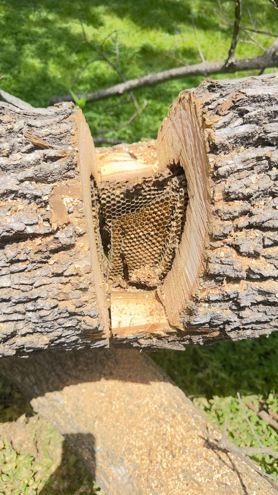 Two Trees One Yard by Rockwall Honey Bee Company