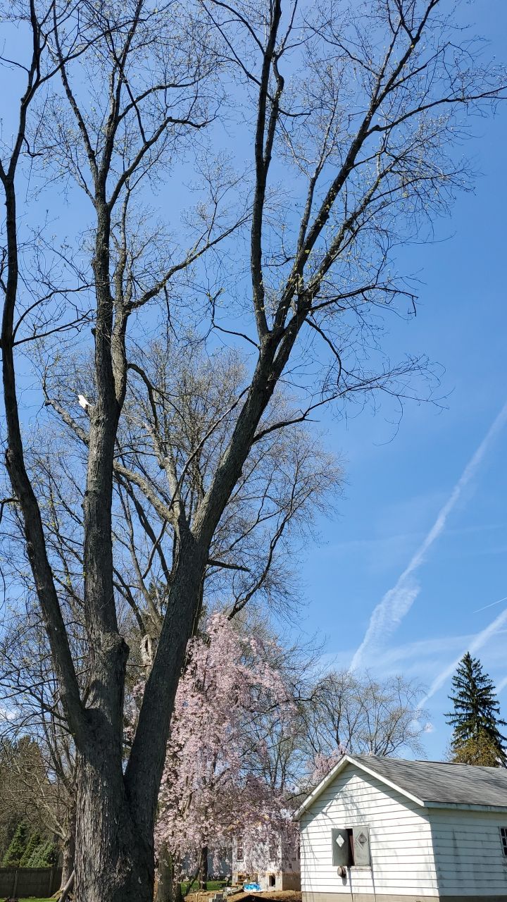 Tree Removal using Tree Removal by Mike Jones & Sons Tree Service LLC 