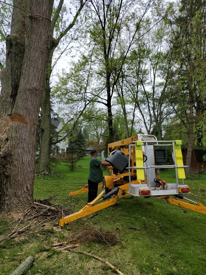 Tree Removal using Tree Removal by Mike Jones & Sons Tree Service LLC 