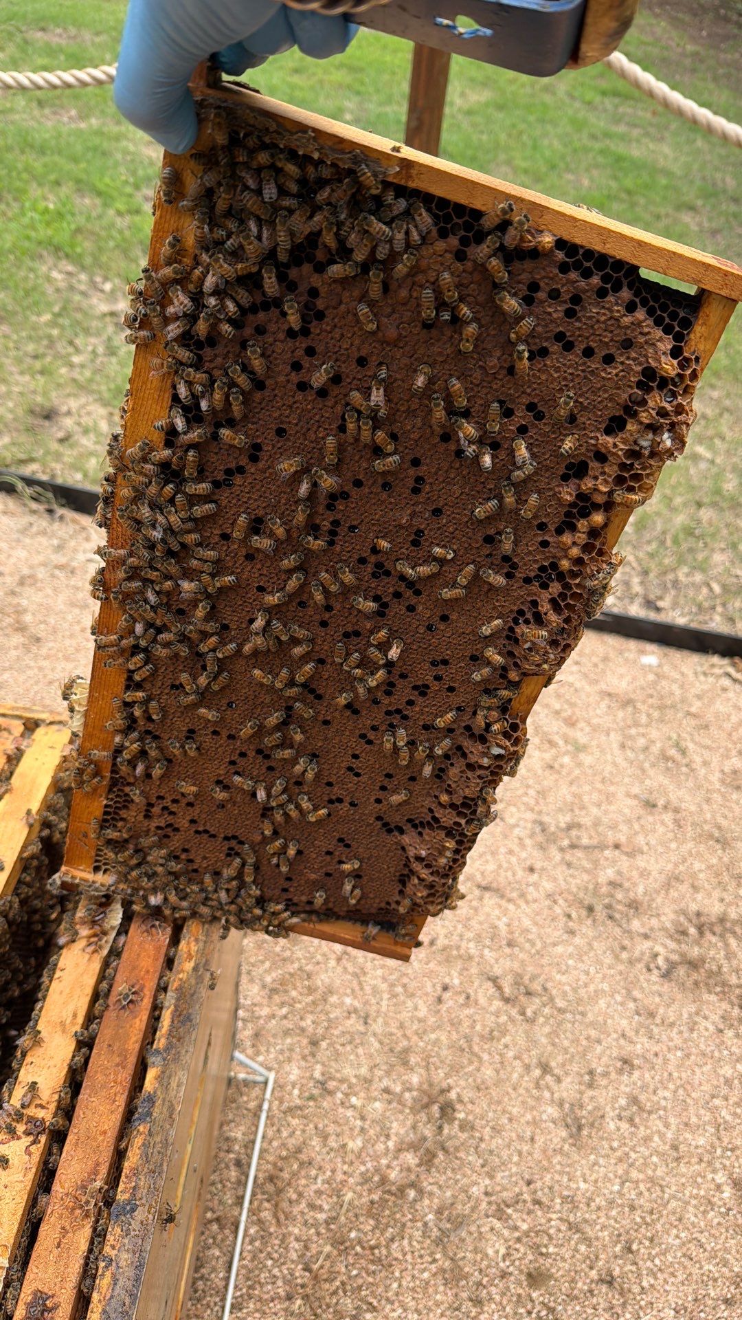 A Corp. HQ by Rockwall Honey Bee Company