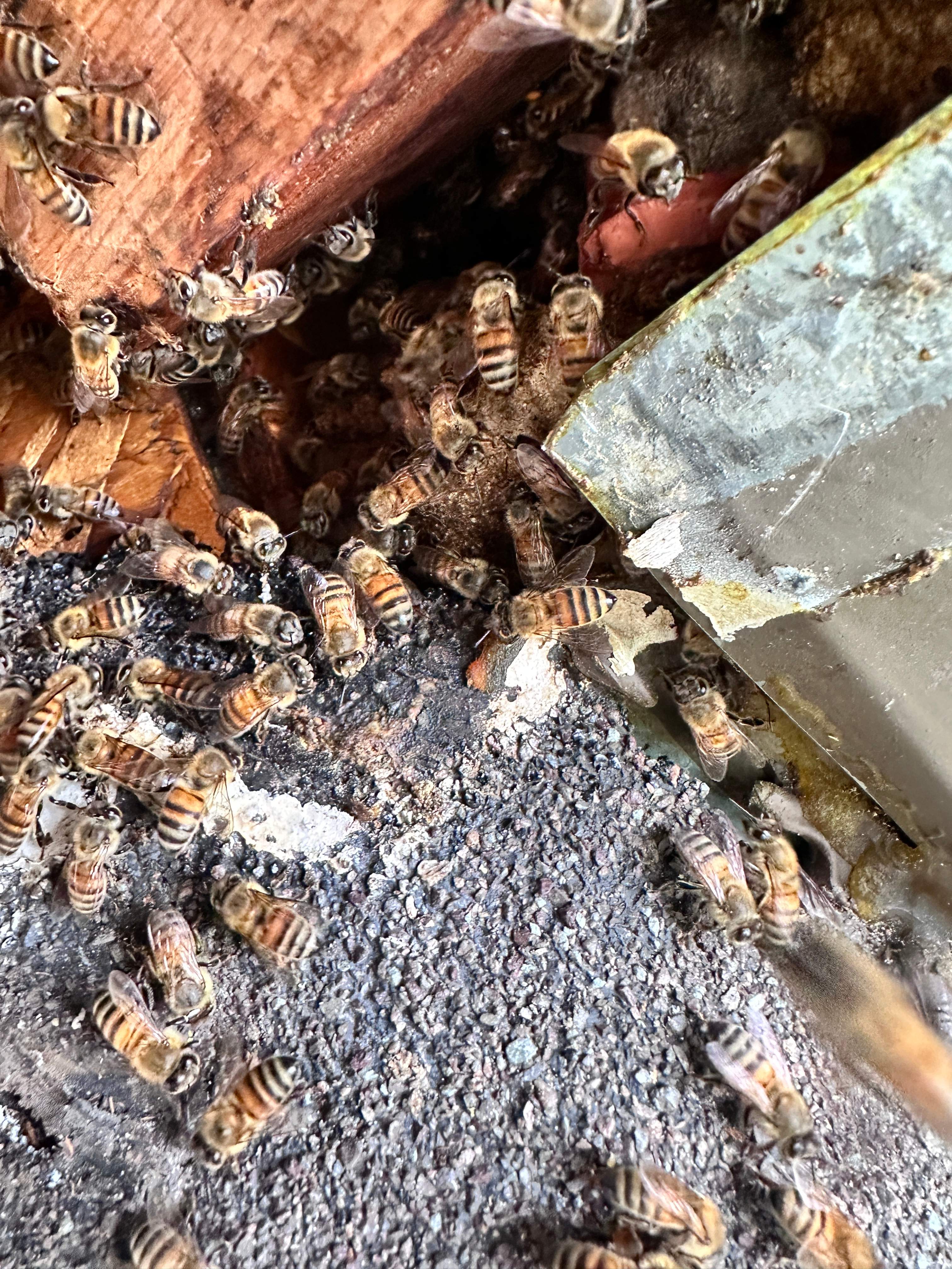 Elevated by Rockwall Honey Bee Company