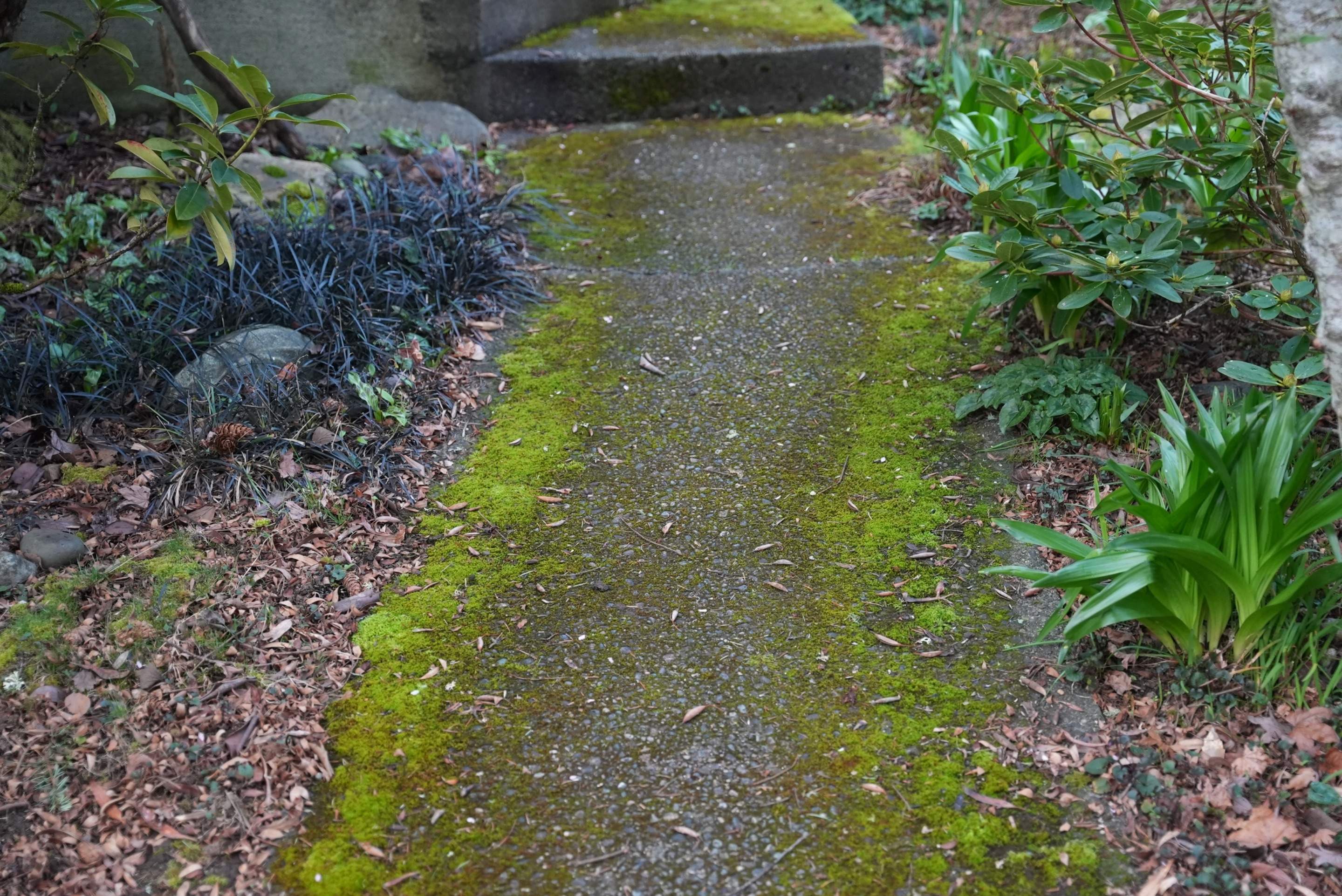 Pavers Driveway & Walkway with Concrete Lip | Seattle  by Jireh Asphalt & Concrete Inc 