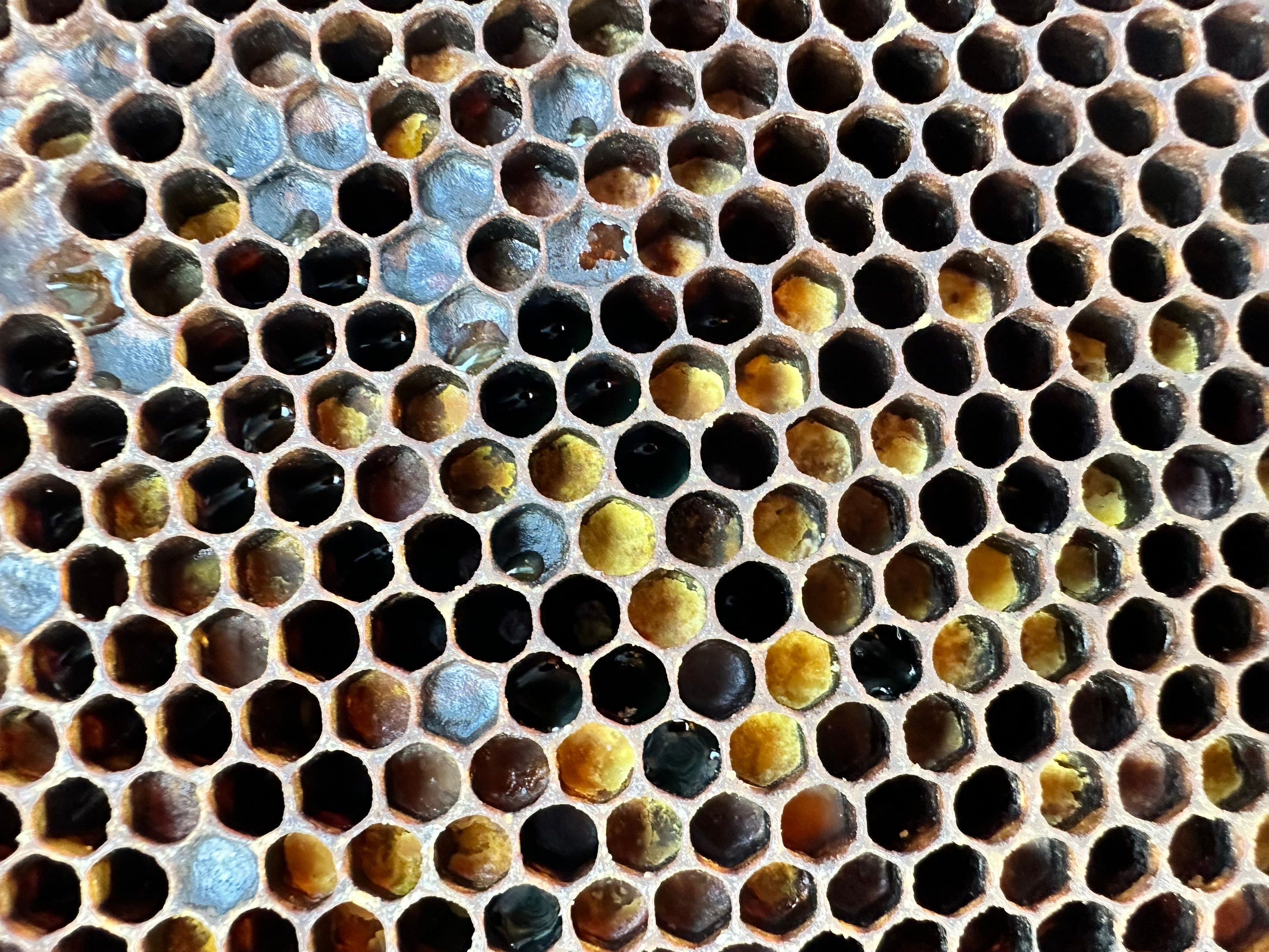 Rooftop Bees in Irving by Rockwall Honey Bee Company