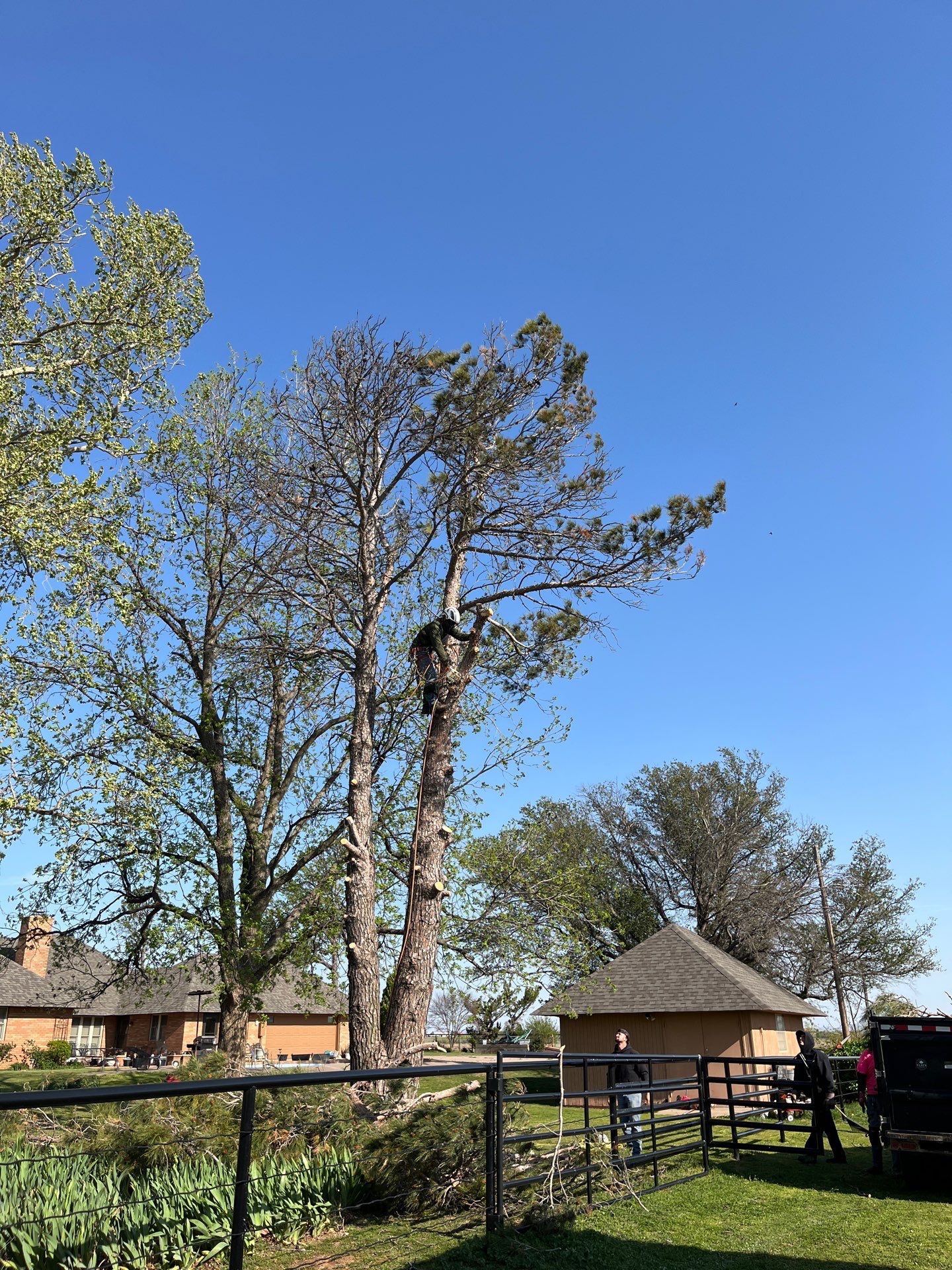 Tree Removal by Clays Services Inc