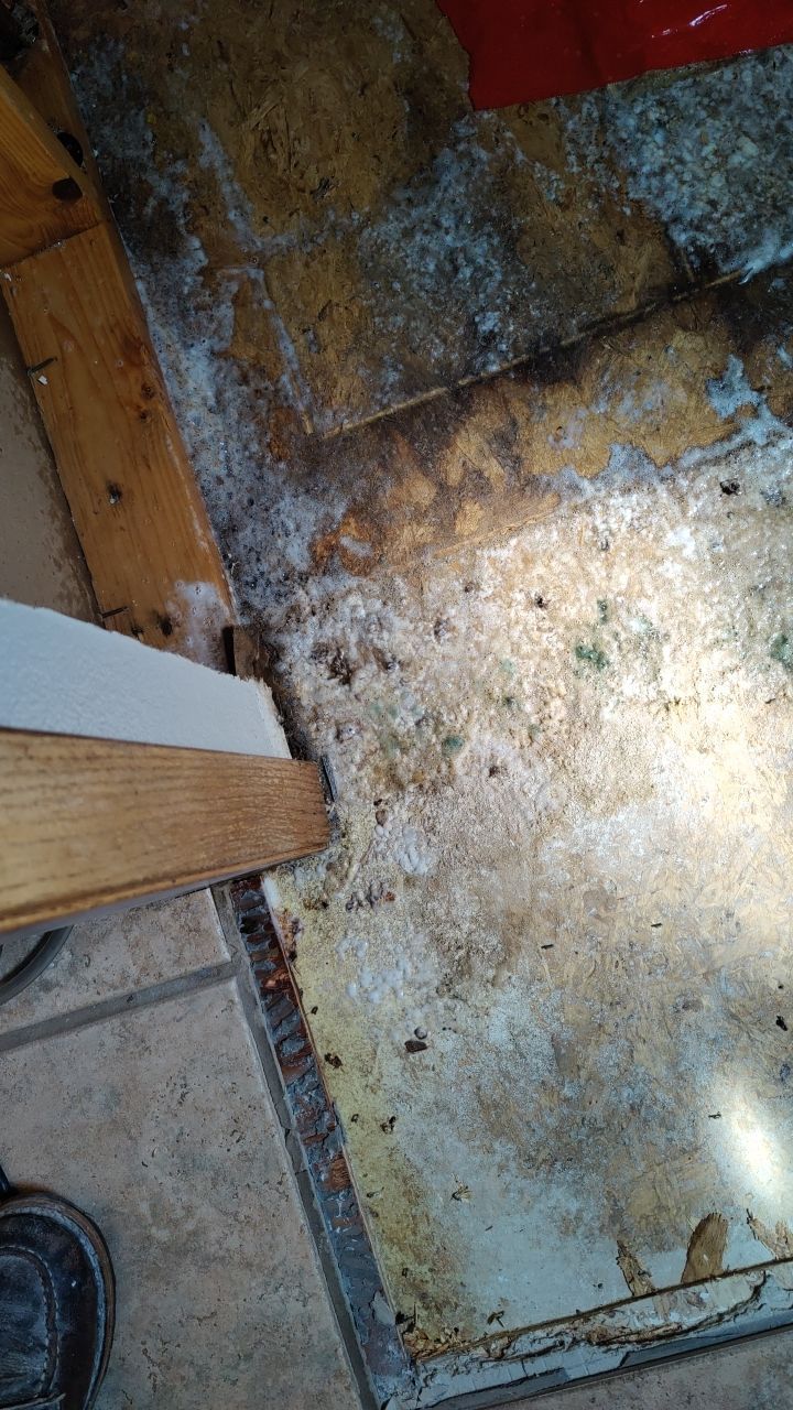 Water Damage and Mold Remediation by Accountable Home Services