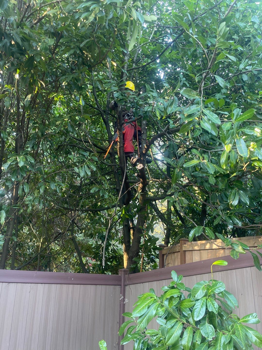 Tree Removal using Tree Removal by Mike Jones & Sons Tree Service LLC 