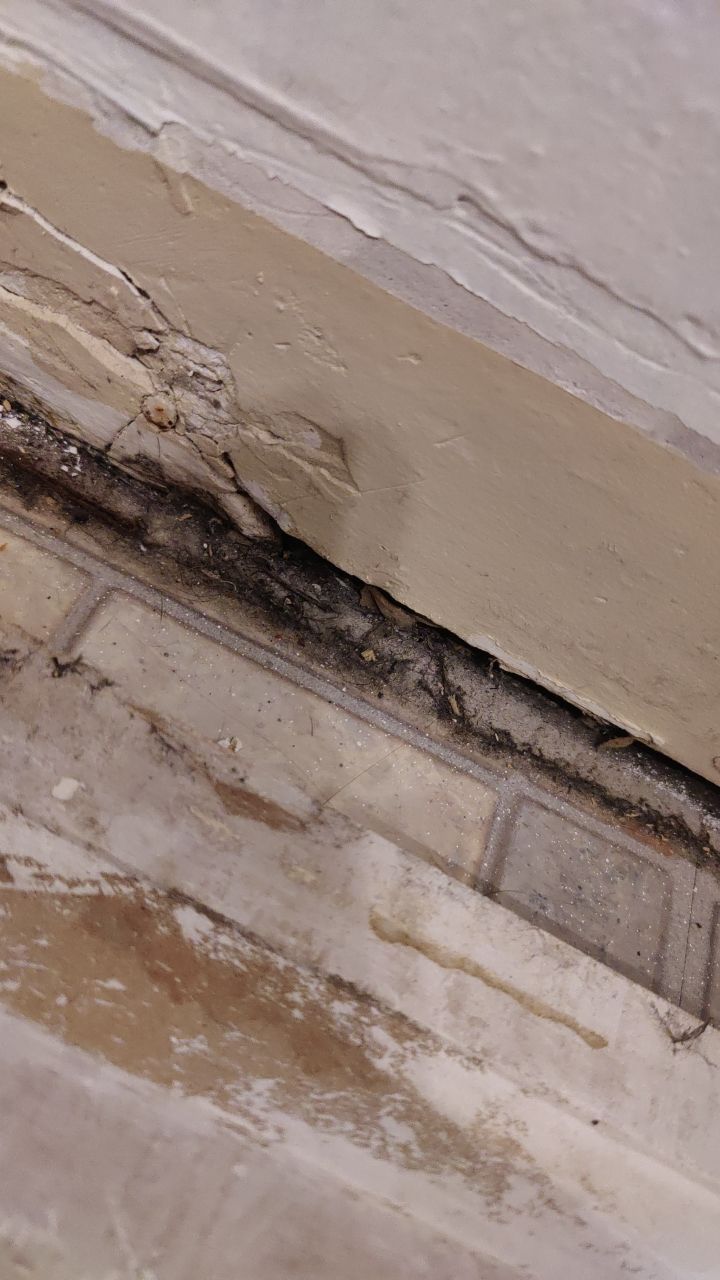 Mold Remediation by Accountable Home Services