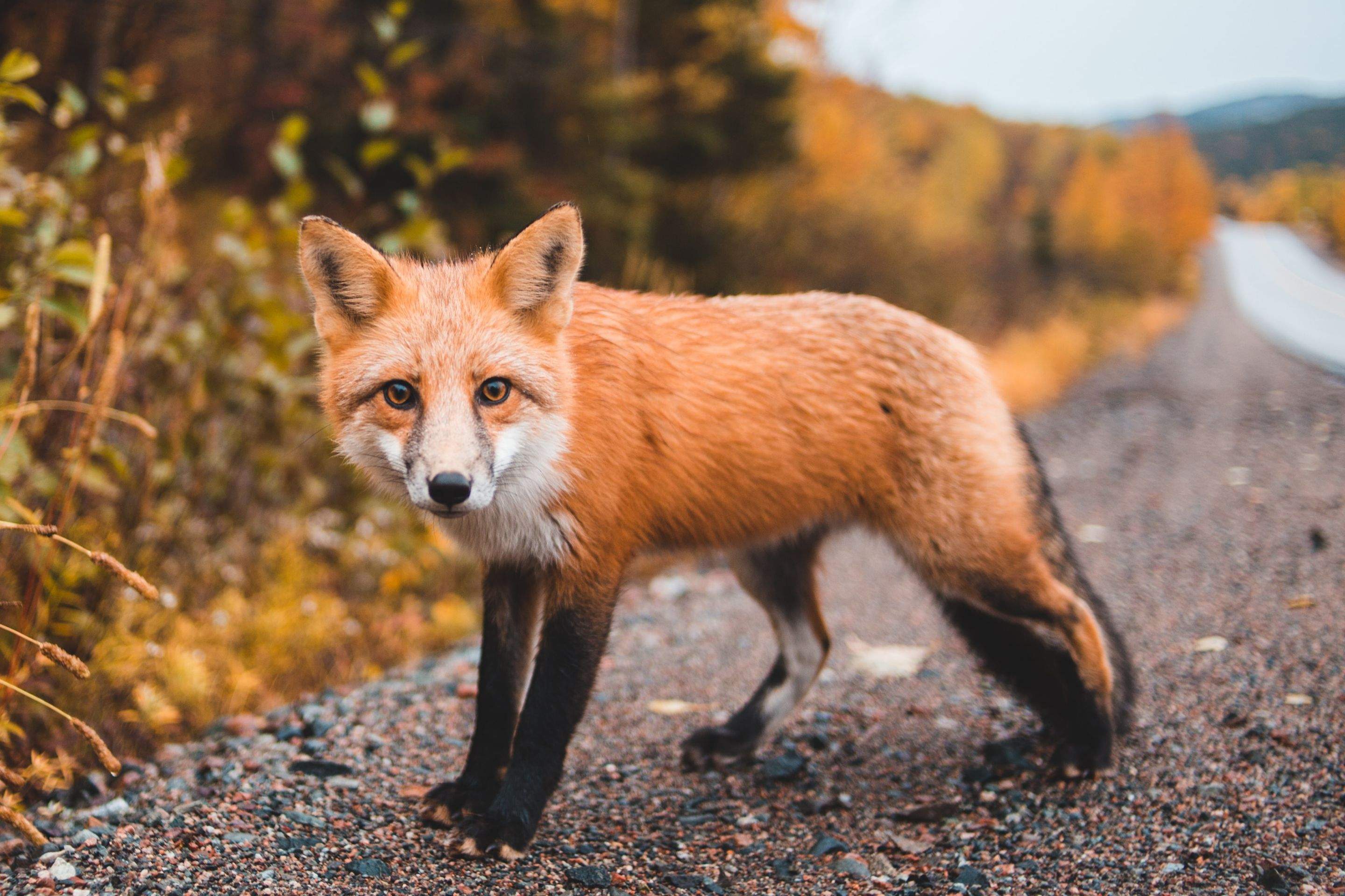 Animals using Ruby by CompanyCam