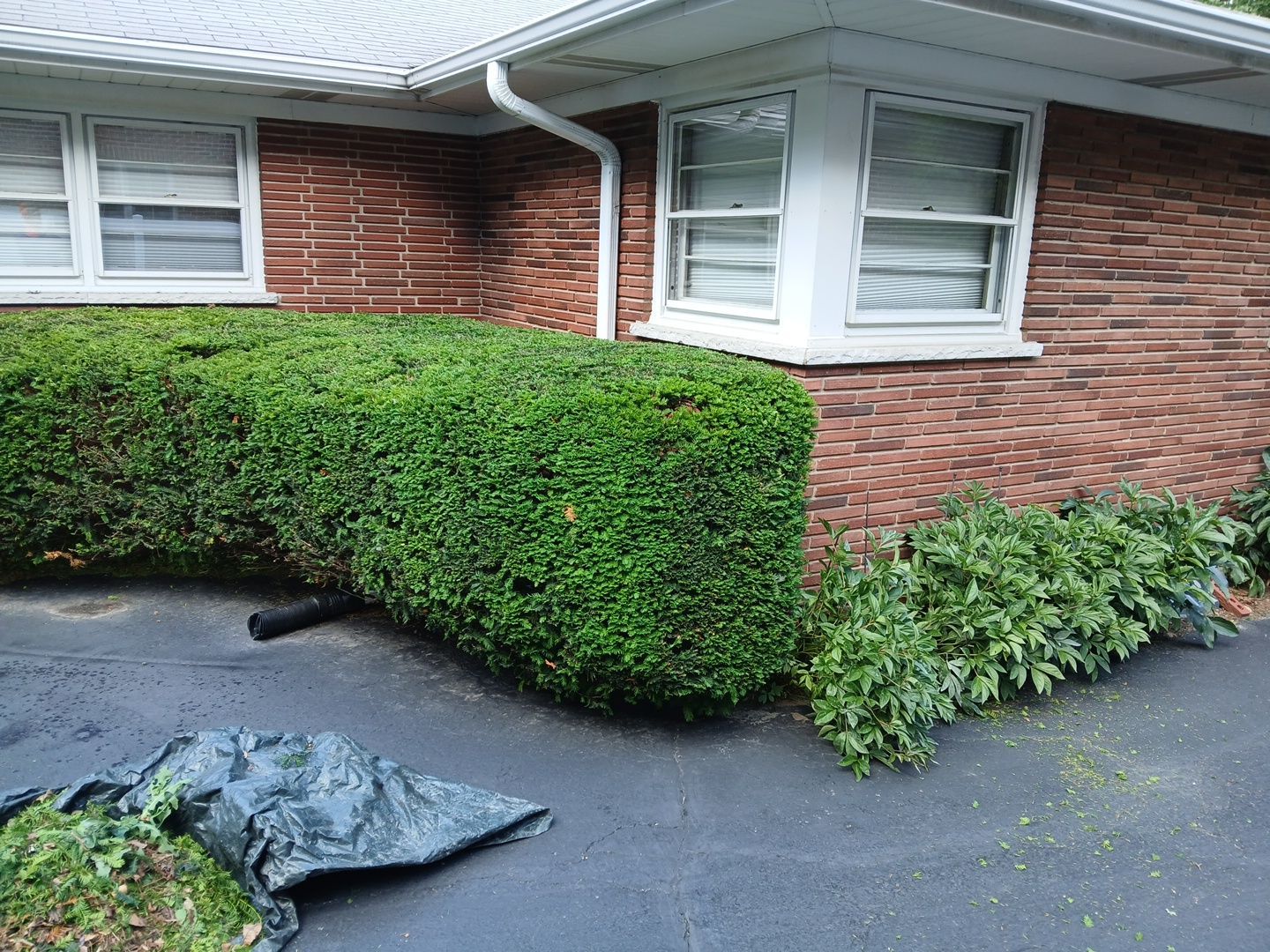 Al K. - Arlington Heights, IL by A&N