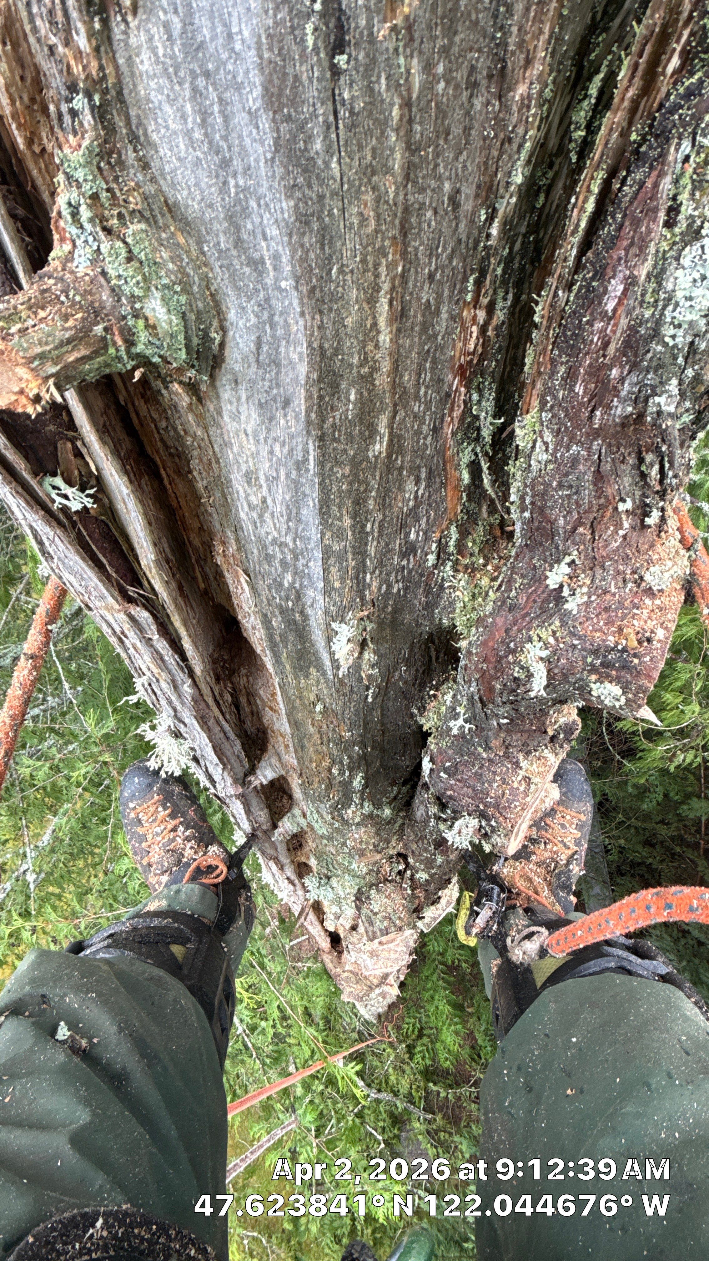 Emergency Tree Removal and Storm Cleanup in Sammamish by Sound Tree Care LLC