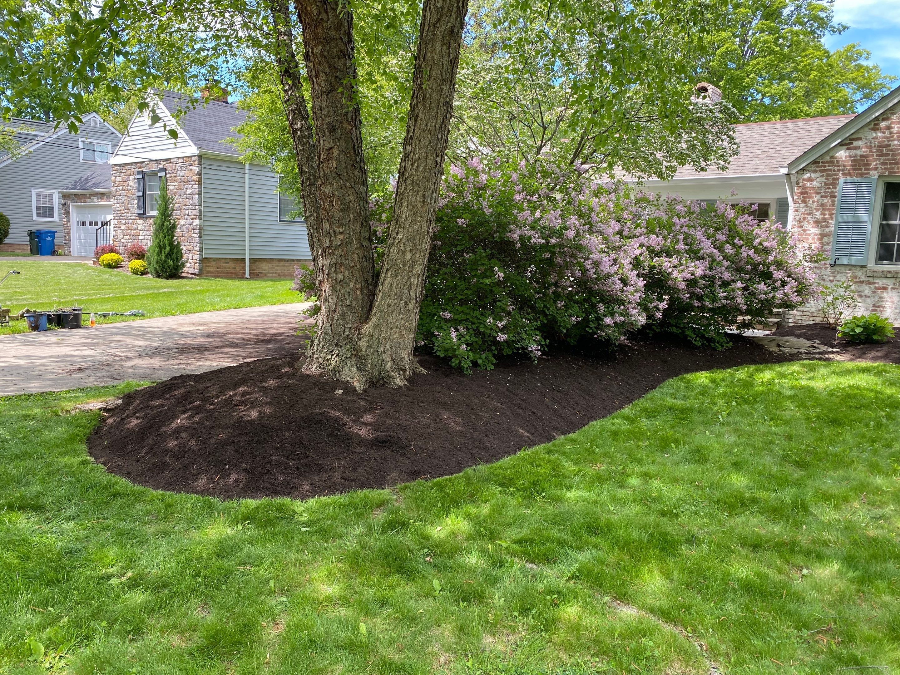 River Birch Maintenance by Elm Rose Gardens