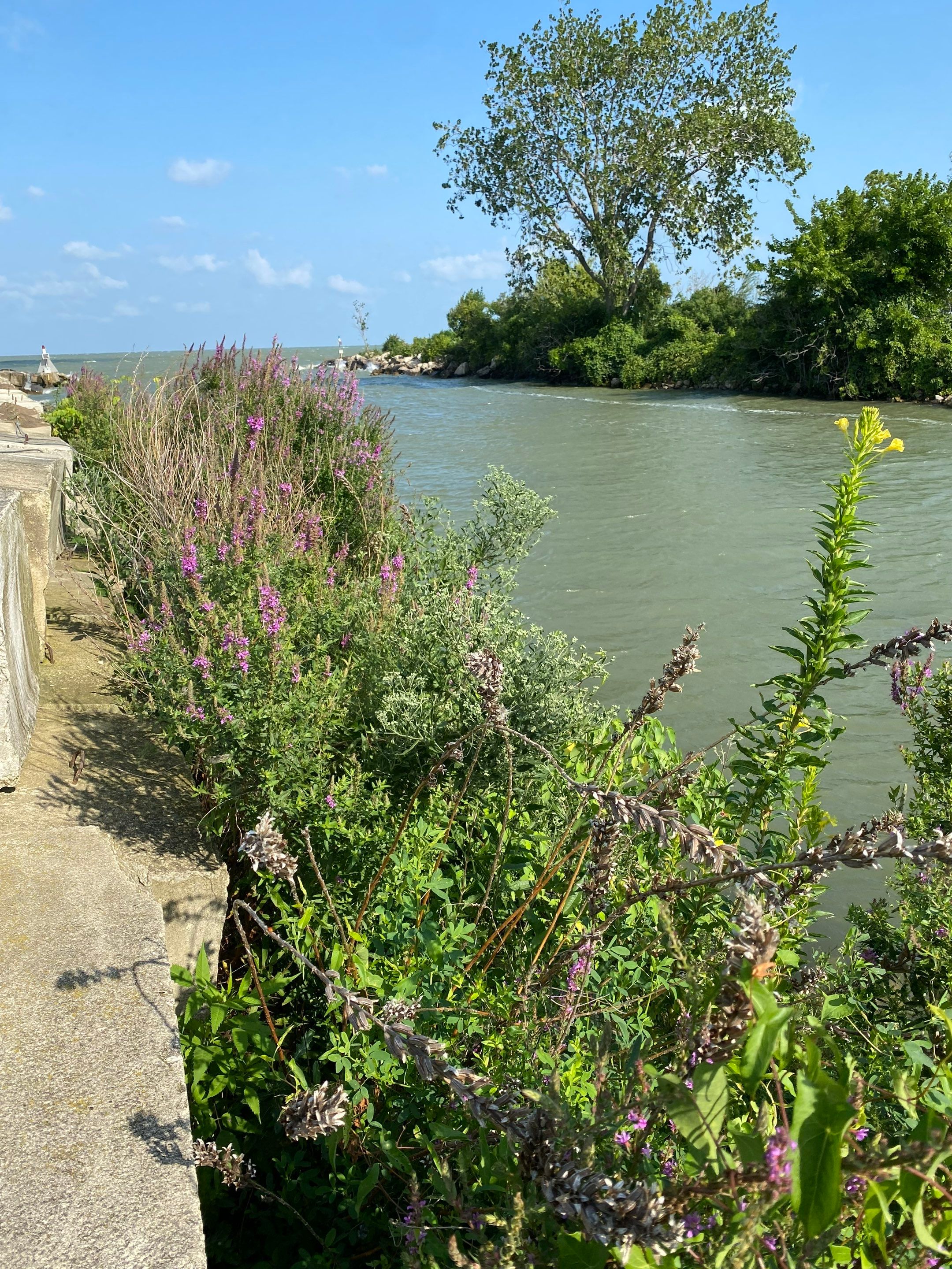 Lake House Maintenance by Elm Rose Gardens