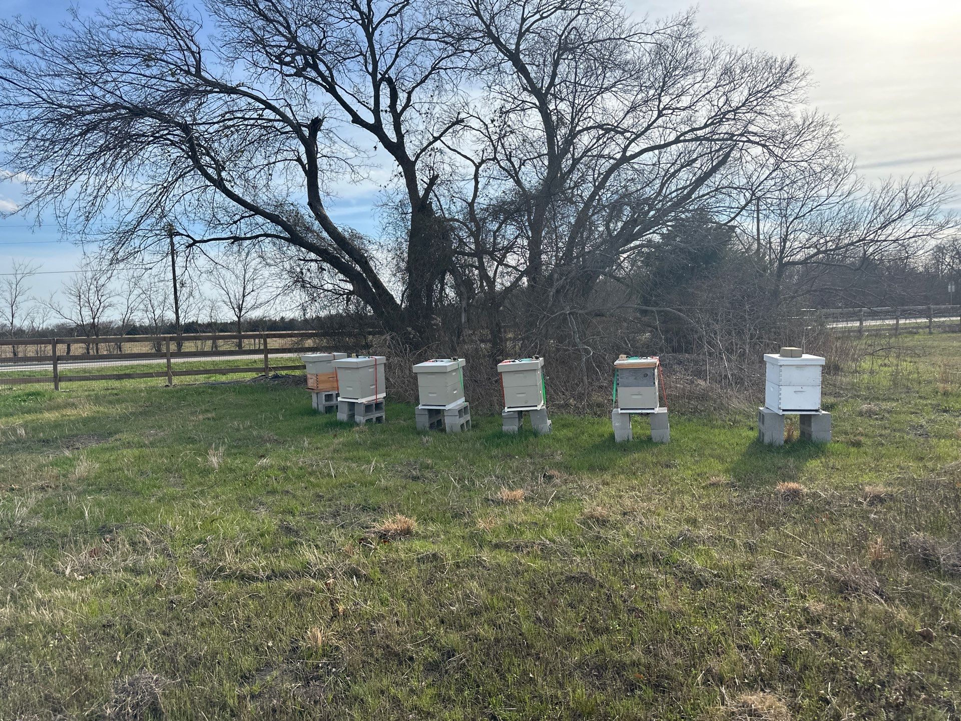 Rockwall Honey Bee Company featured photo.