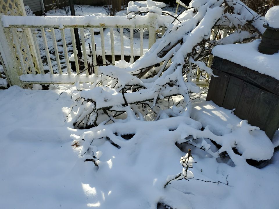 Tree Removal using Tree Removal by Mike Jones & Sons Tree Service LLC 