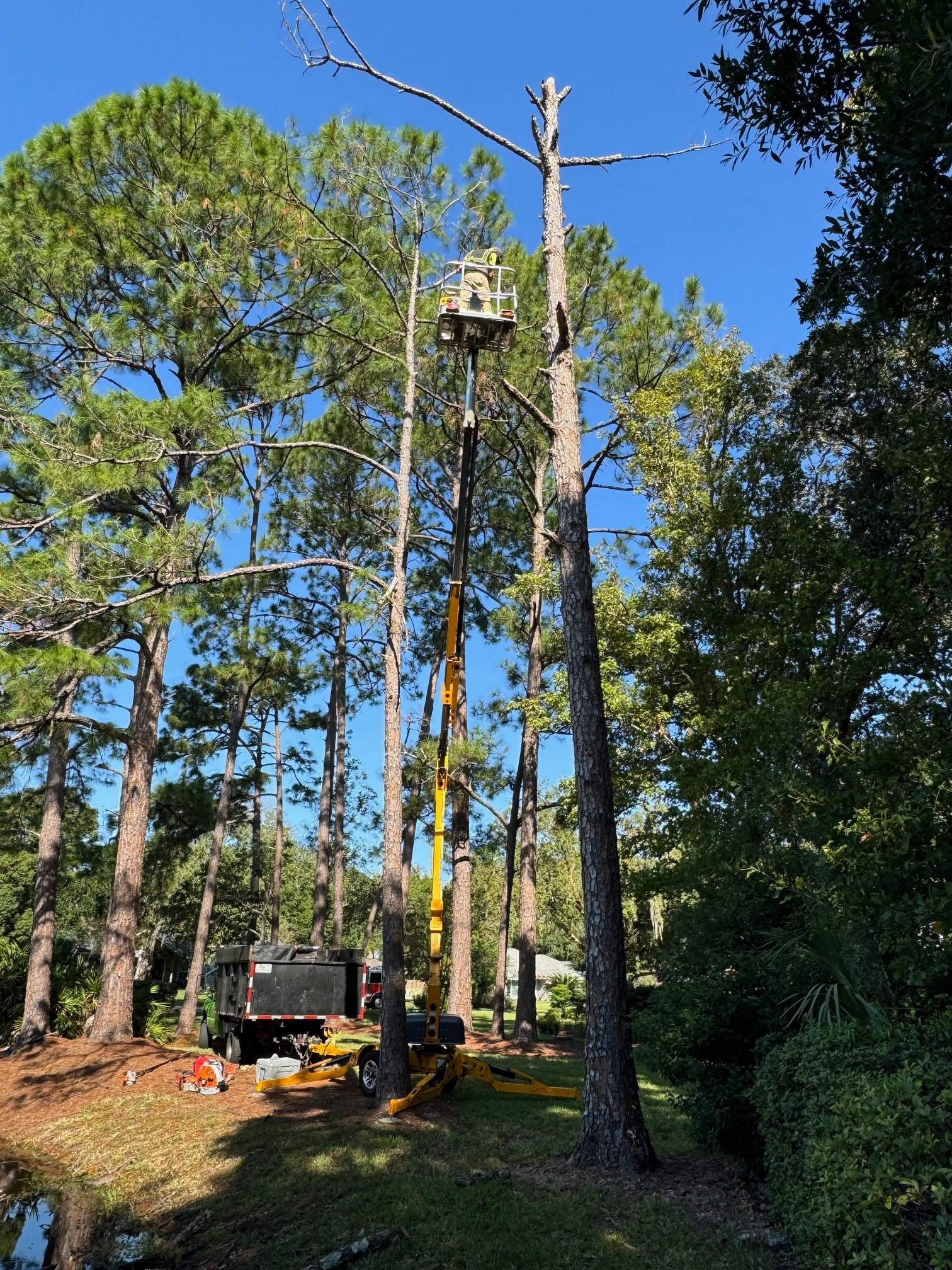 Deerwood Community | Dead Pine Removal by ProGreen Services