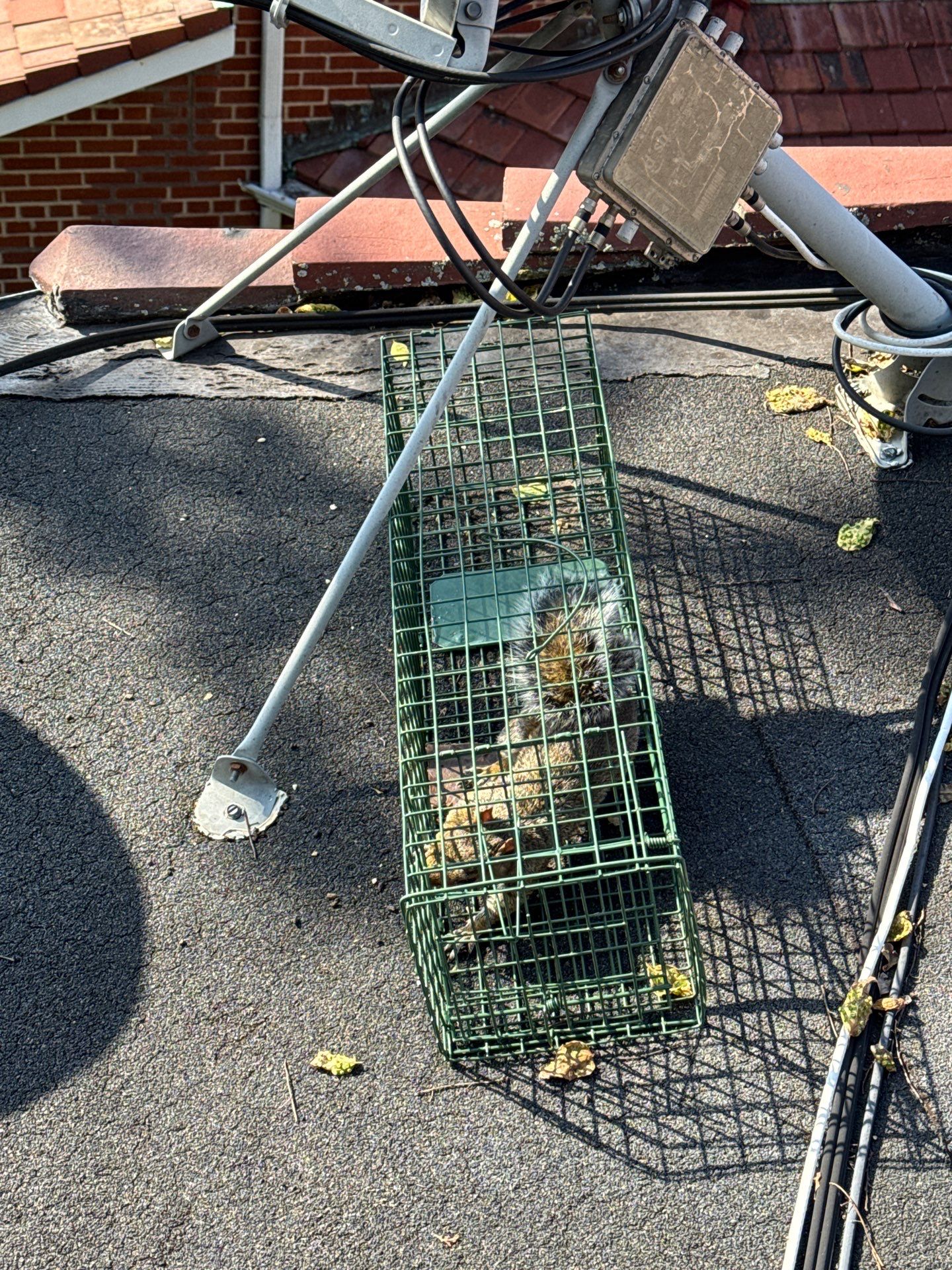Squirrel trapping on a roof by NYC Extermination LLC