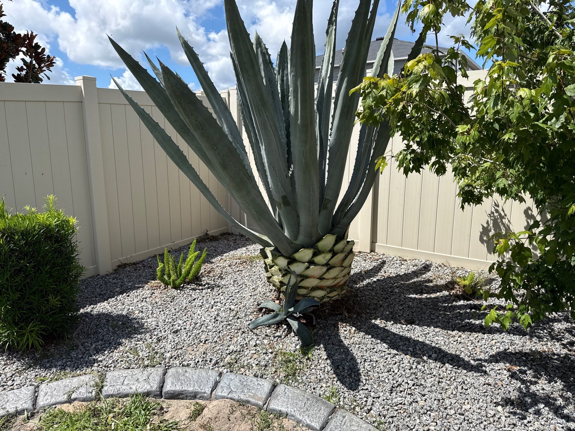  Agave Plants Trimming by 
M.A.B. Landscaping & Property Maintenance