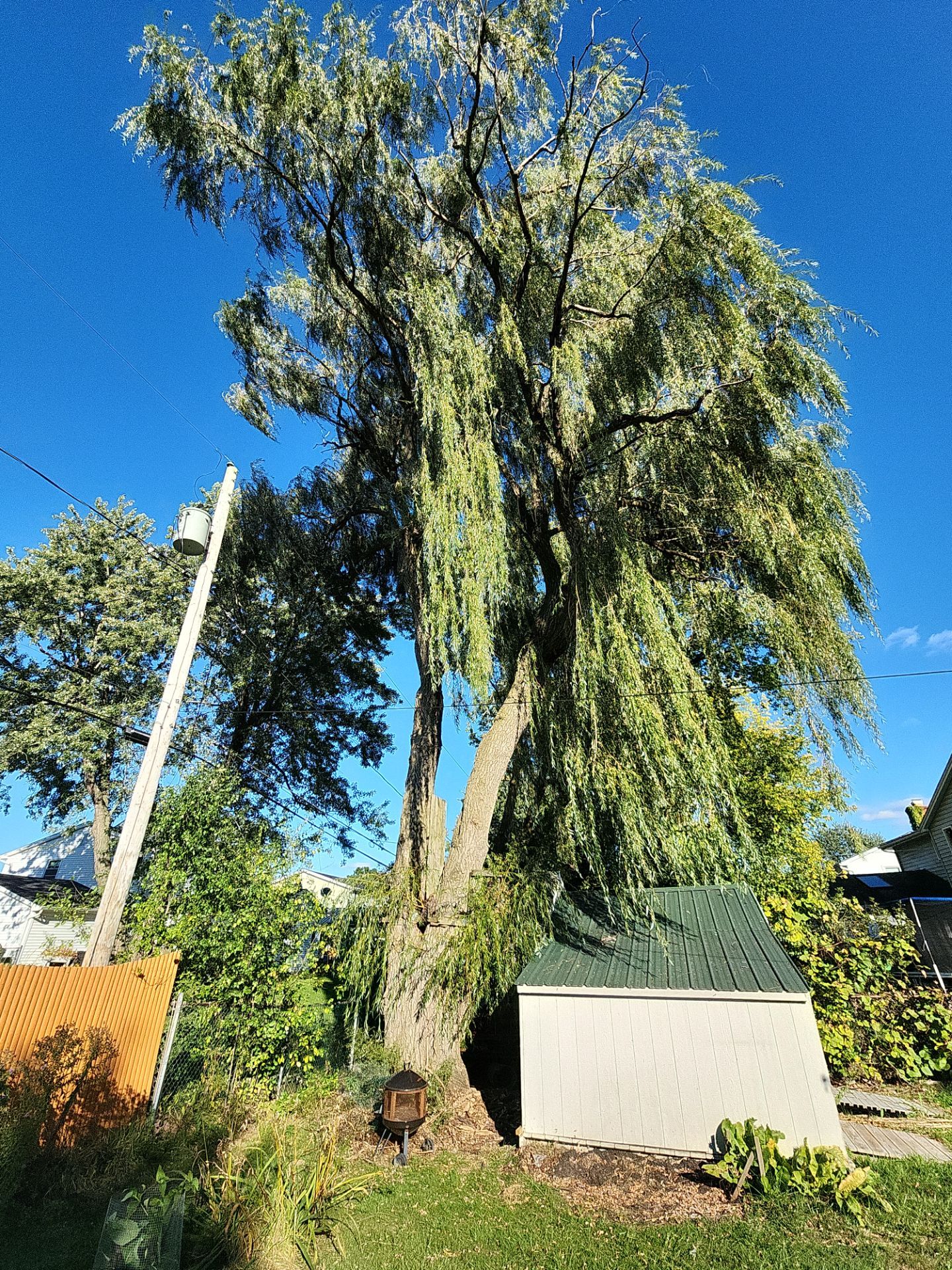 Tree removal of Large Willow  by Treeman Tom LLC