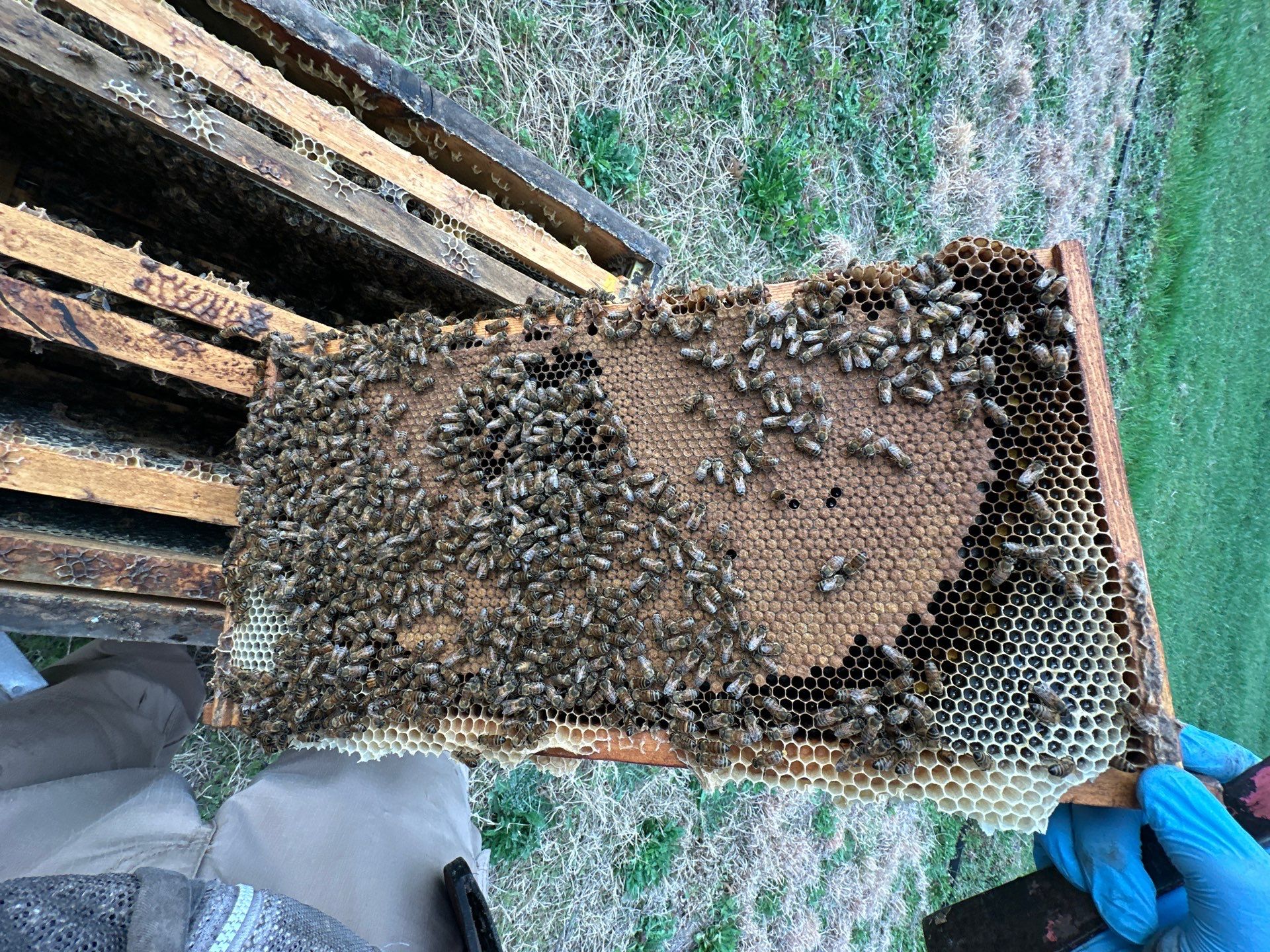 Frisco Financial HQ by Rockwall Honey Bee Company