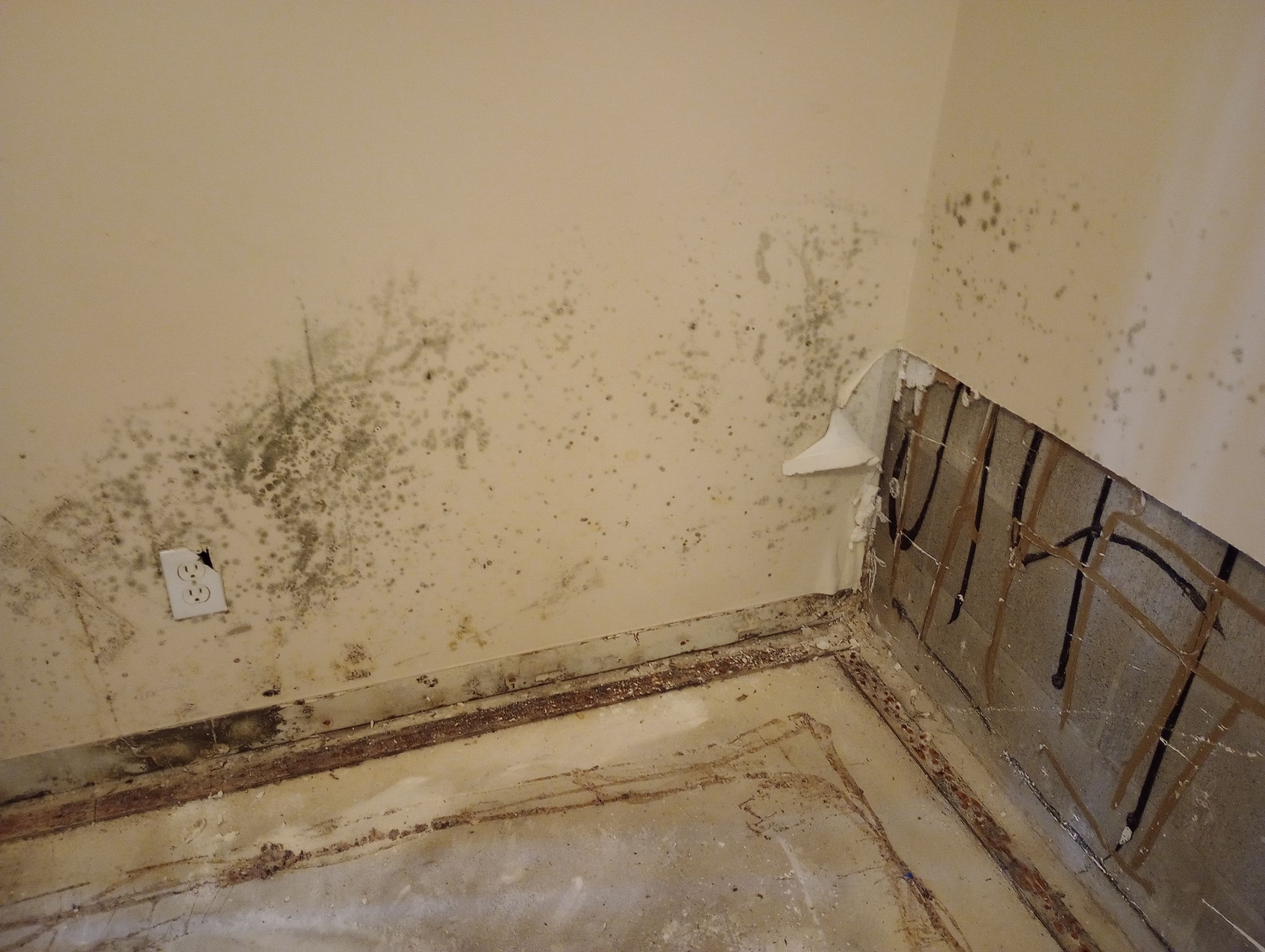 Insane Mold Remediation in Apartments by ANR Restoration