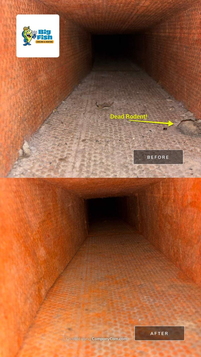 Duct Cleaning - DEAD RODENTS! by Big Fish Cooling & Heating