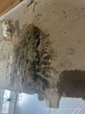 Mold Remediation — Marco Island, FL