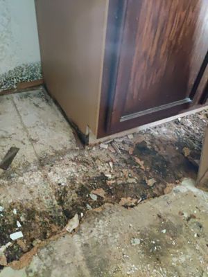 Mold Remediation in Kitchen