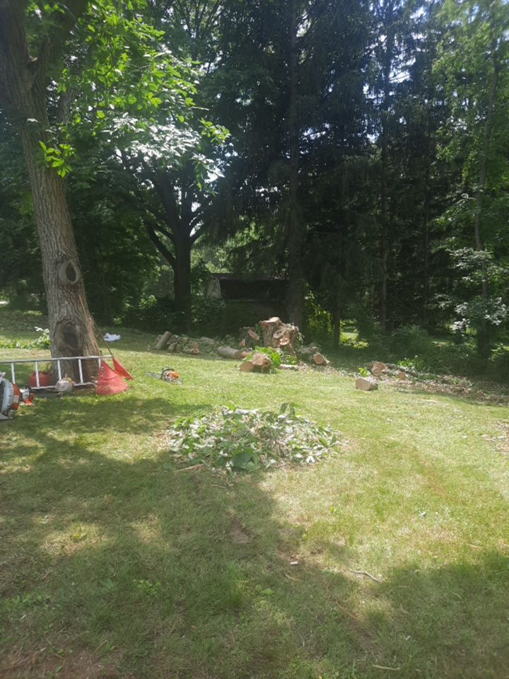 Tree Removal using Tree Removal by Mike Jones & Sons Tree Service LLC 