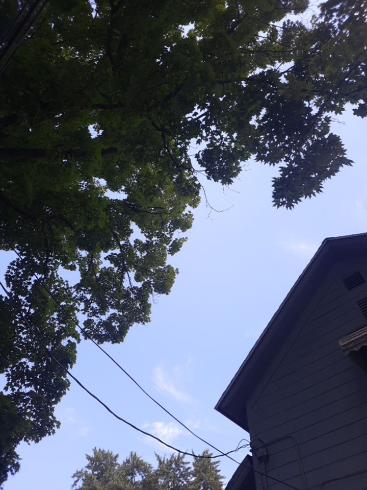 Tree Removal using Tree Removal by Mike Jones & Sons Tree Service LLC 