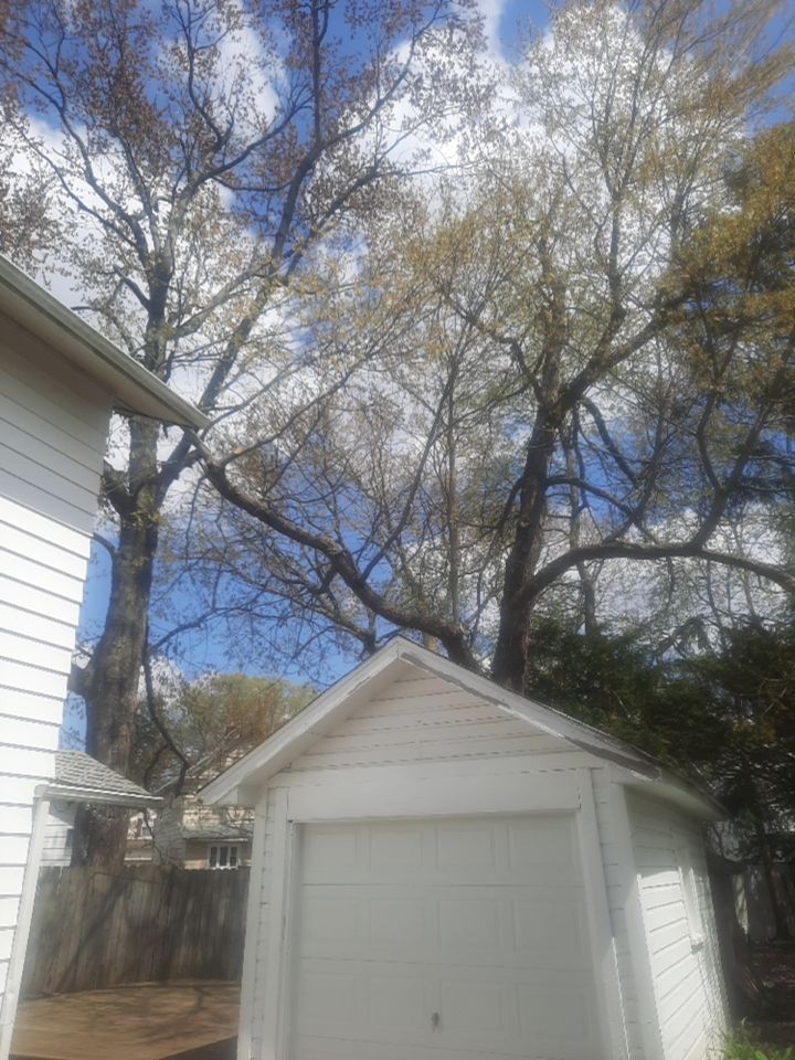 Tree Trimming using Tree Pruing by Mike Jones & Sons Tree Service LLC 