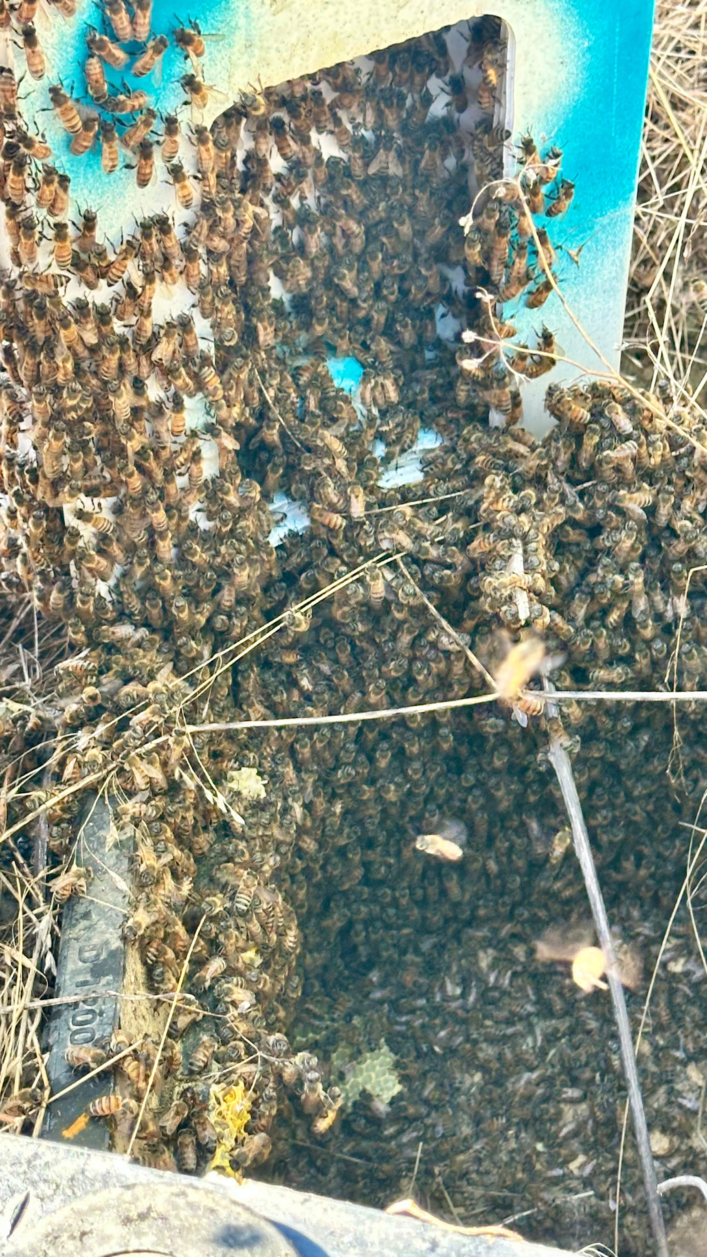 Well Meter by Rockwall Honey Bee Company