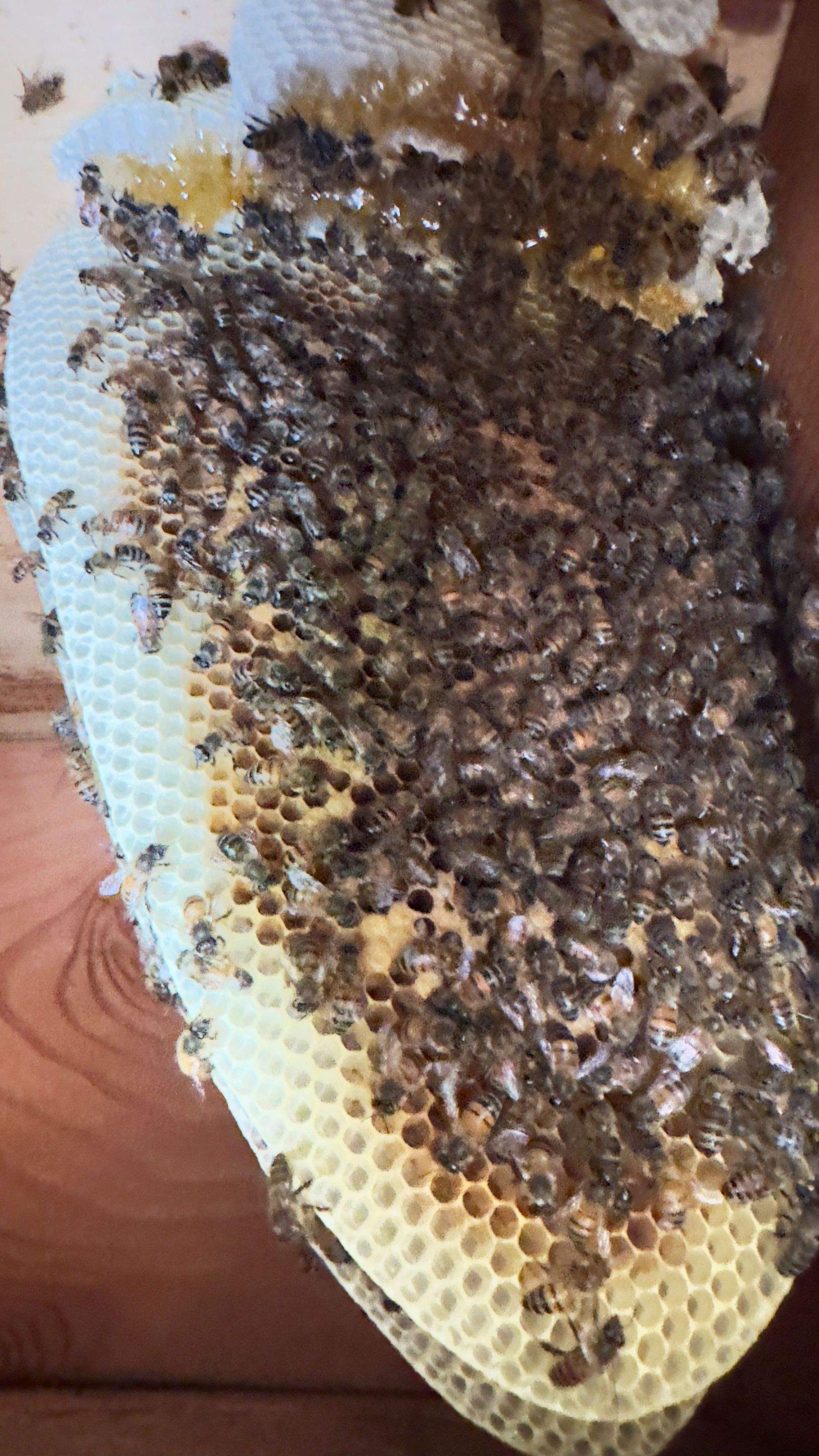 Brick Bees by Rockwall Honey Bee Company