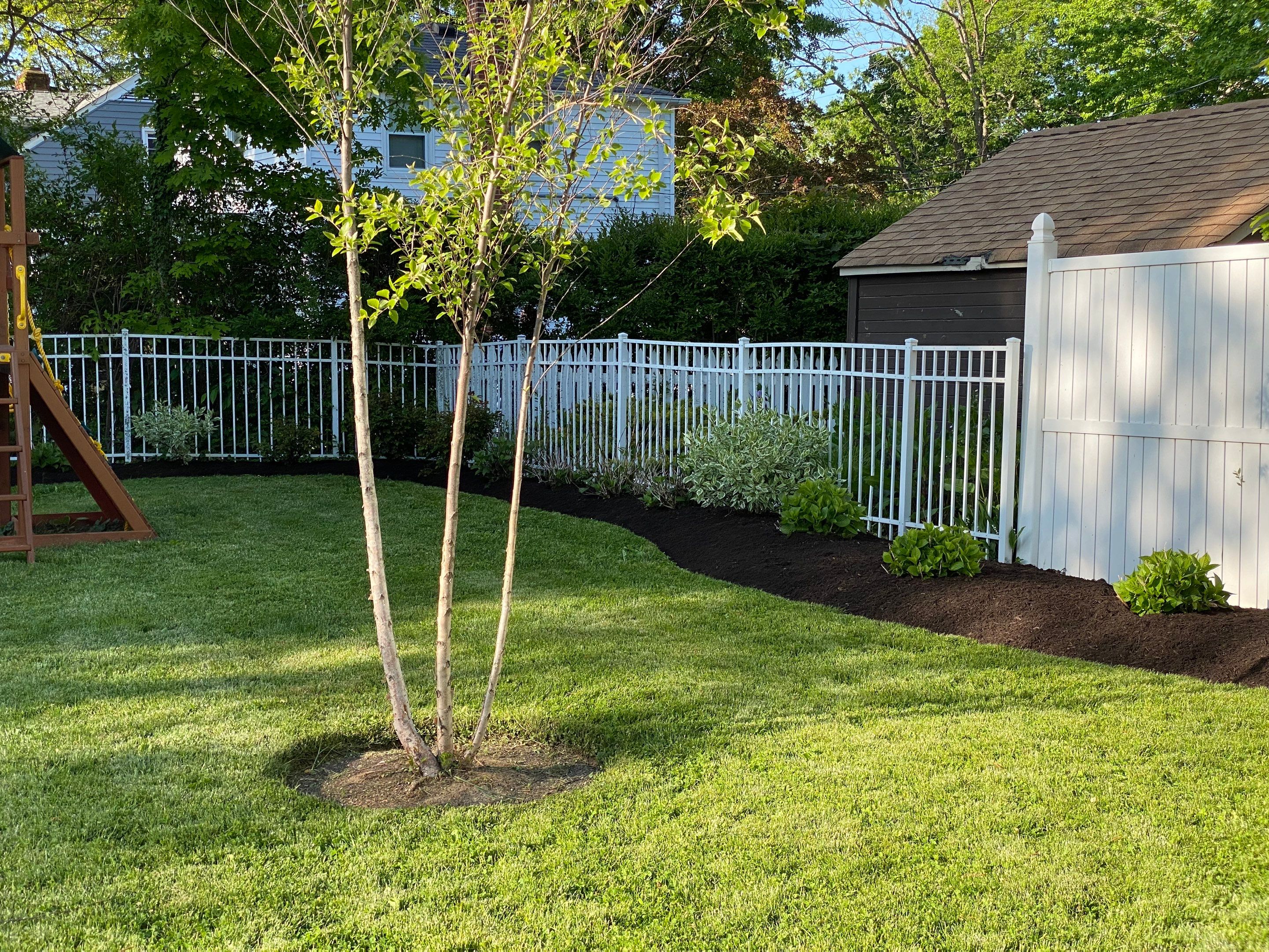 River Birch Maintenance by Elm Rose Gardens