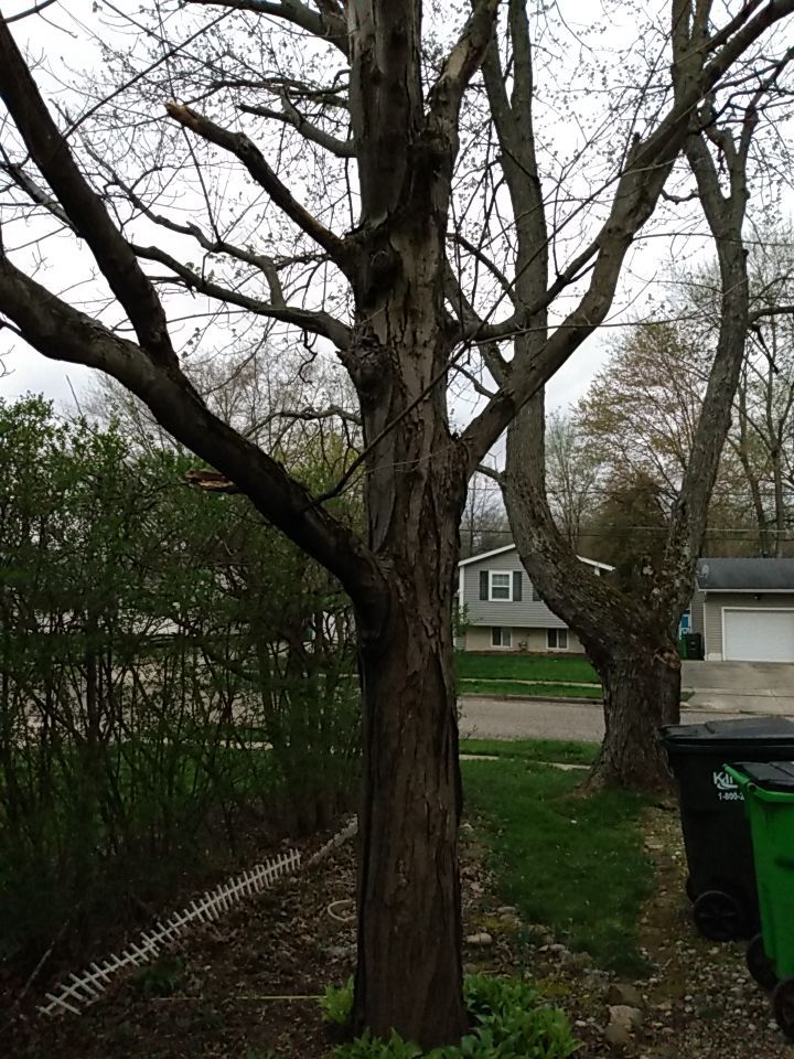 Tree Removal using Tree Removal by Mike Jones & Sons Tree Service LLC 