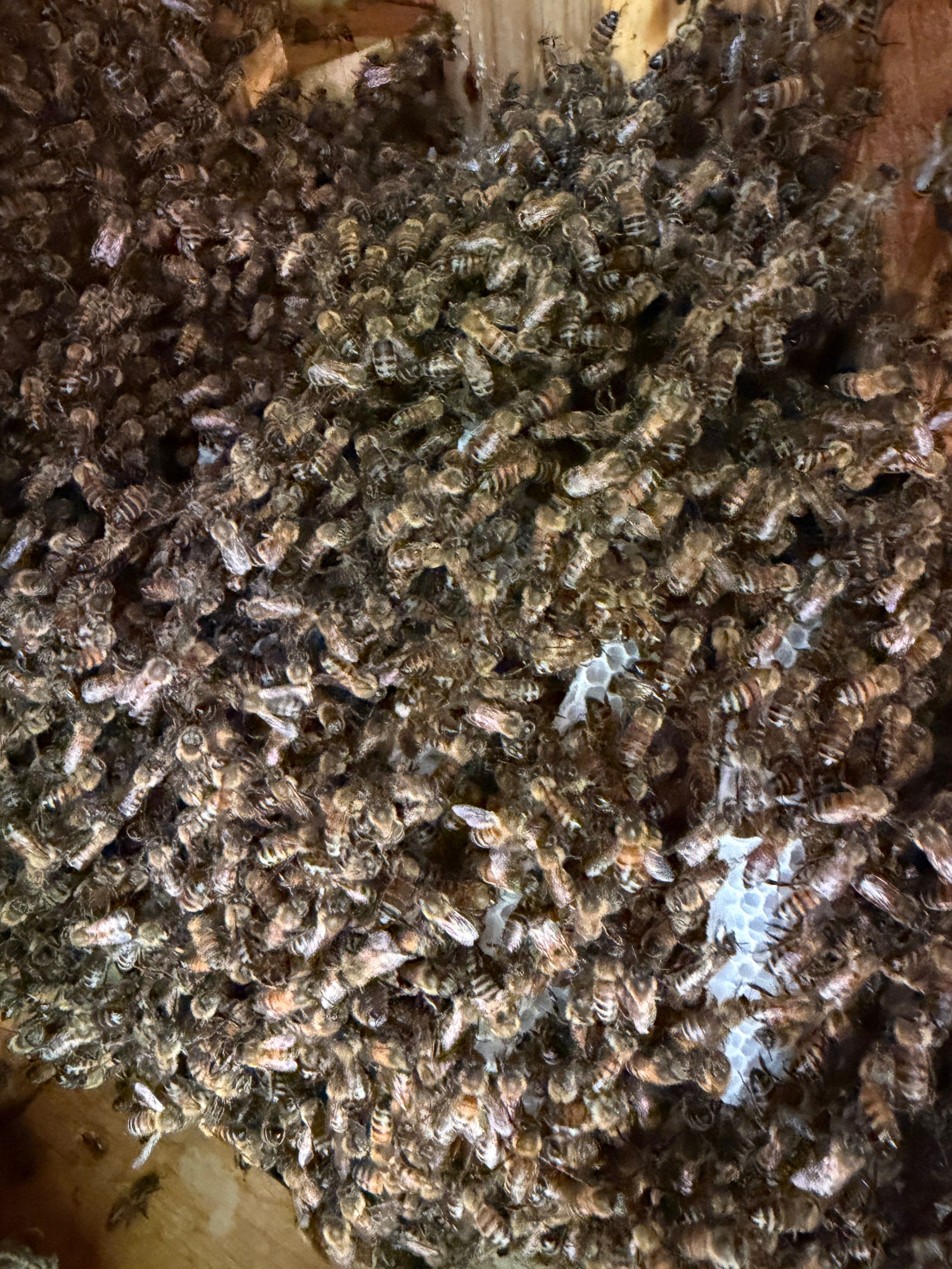 Project in Heath, TX by Rockwall Honey Bee Company