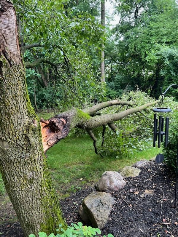 Tree Removal using Tree Removal by Mike Jones & Sons Tree Service LLC 