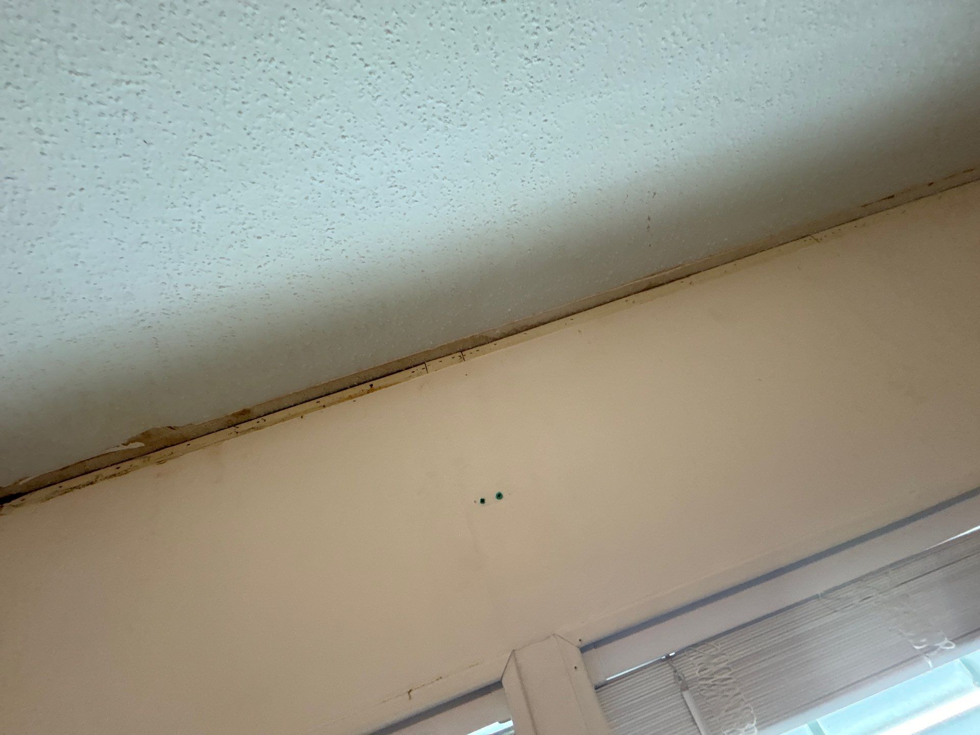 Mold Remediation Palmetto by Ampm Restoration Services 