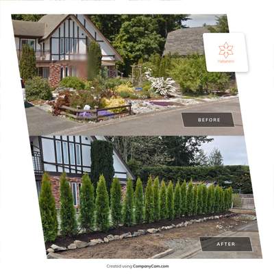 Emerald Cedar Hedge and Irrigation Installation – Enhancing a West Coast Front Yard