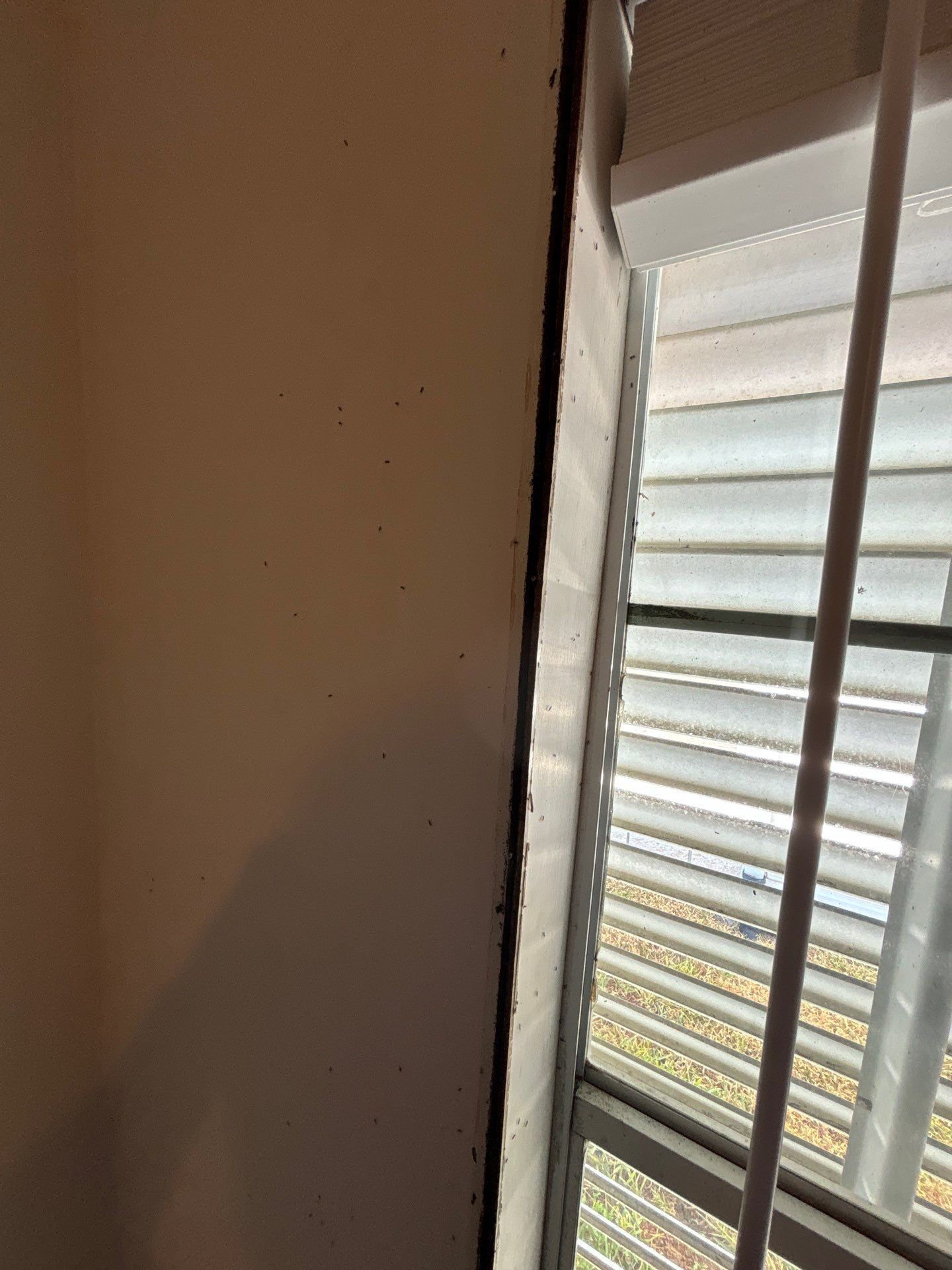 Mold Remediation Palmetto by Ampm Restoration Services 