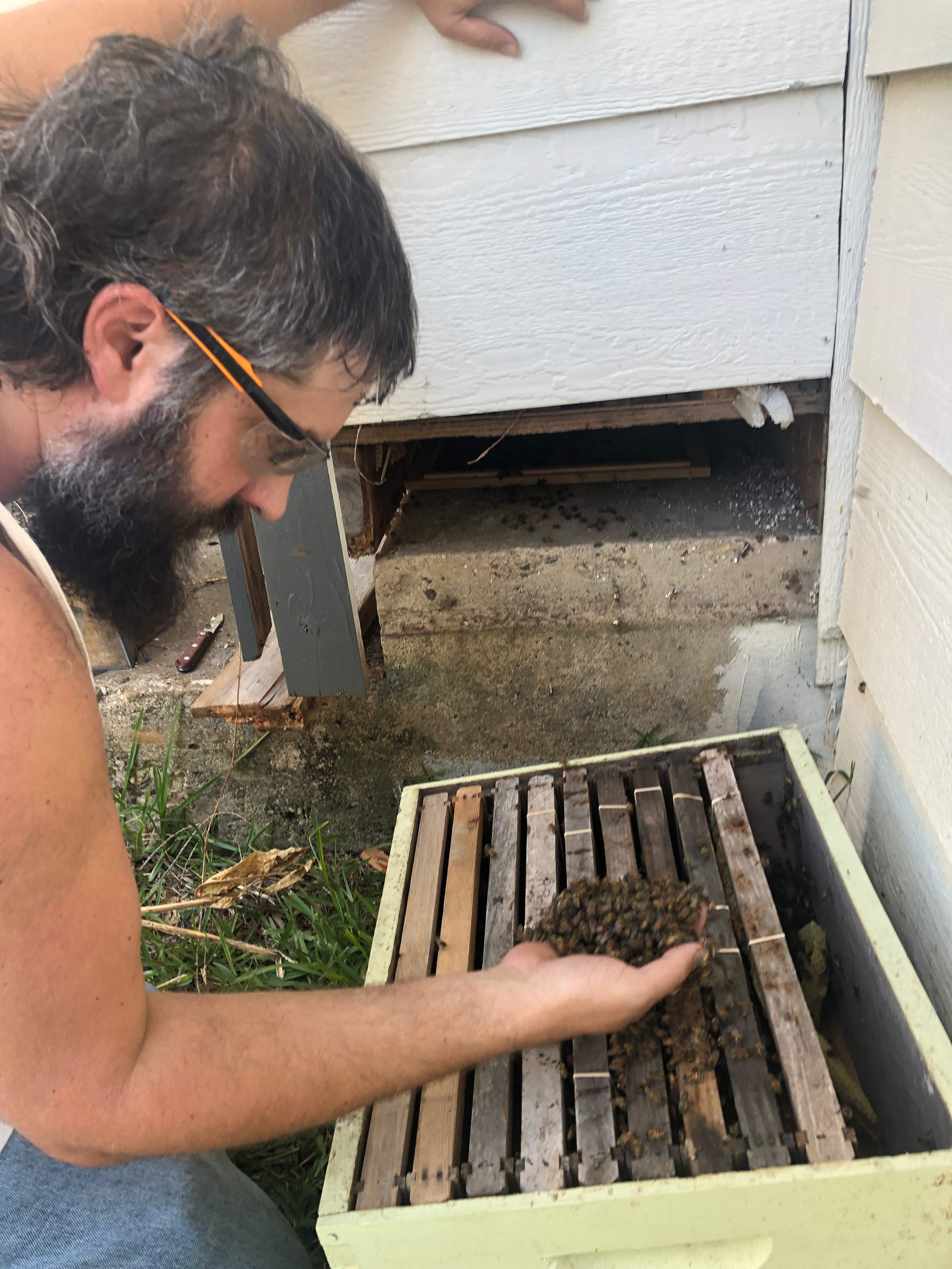 Bees Handled by Rockwall Honey Bee Company