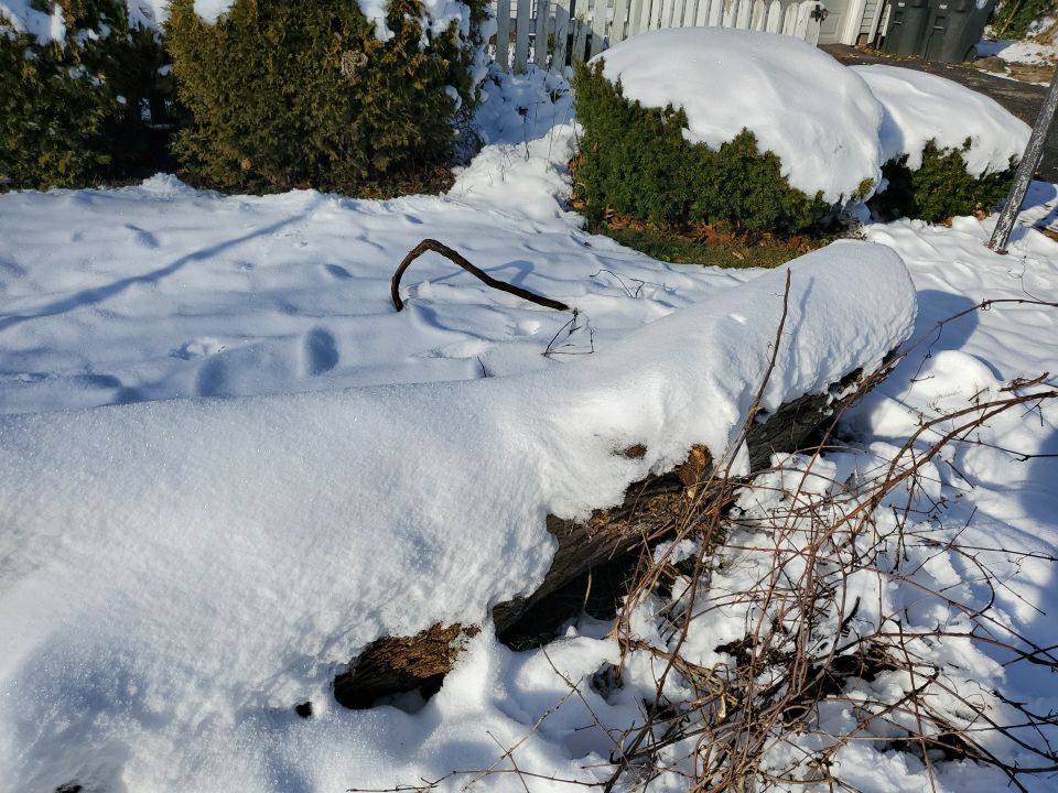 Tree Removal using Tree Removal by Mike Jones & Sons Tree Service LLC 