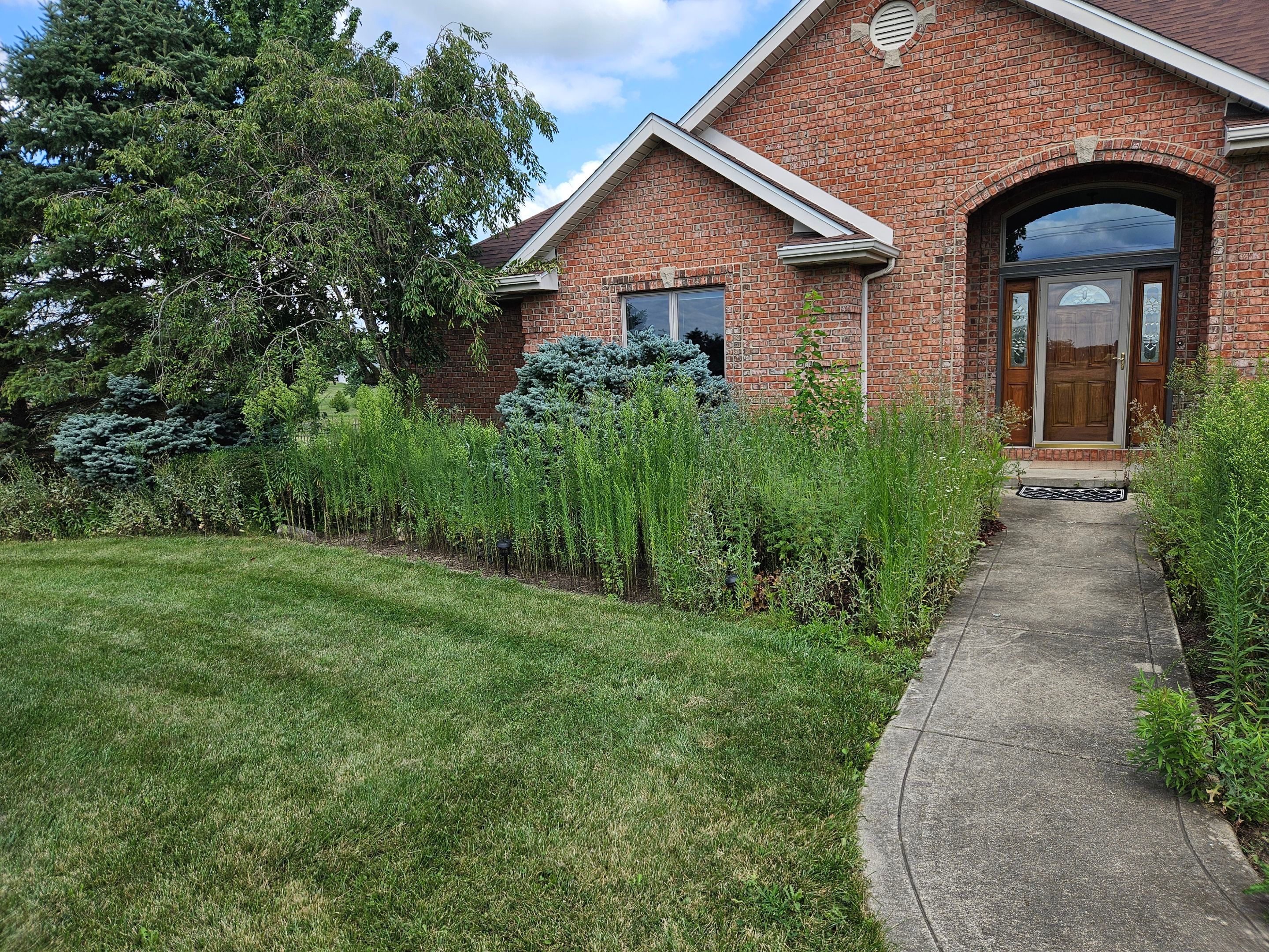 Overgrowth Takeover by Carrs lawn and landscape