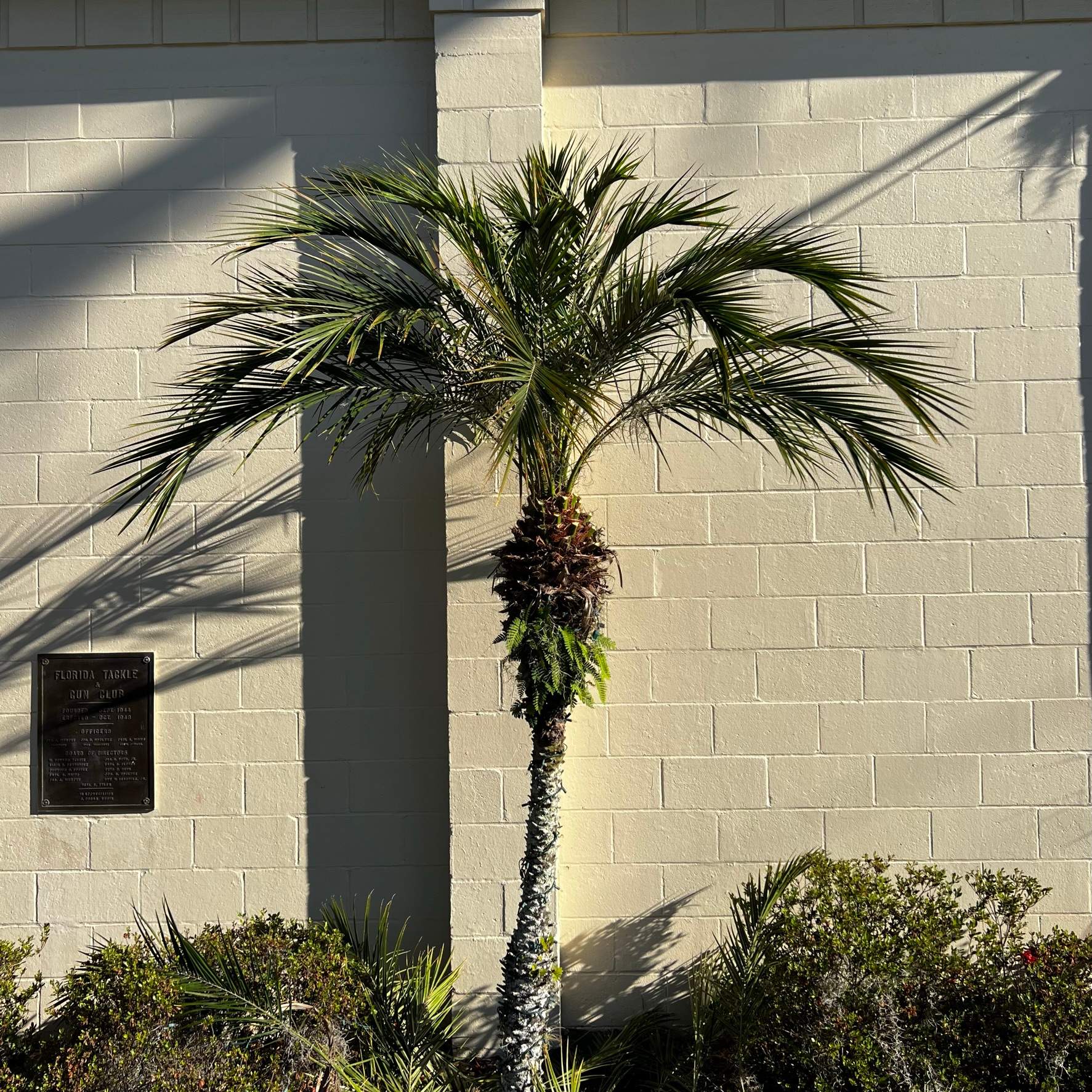 Tree Work | Florida Gun & Tackle by ProGreen Services