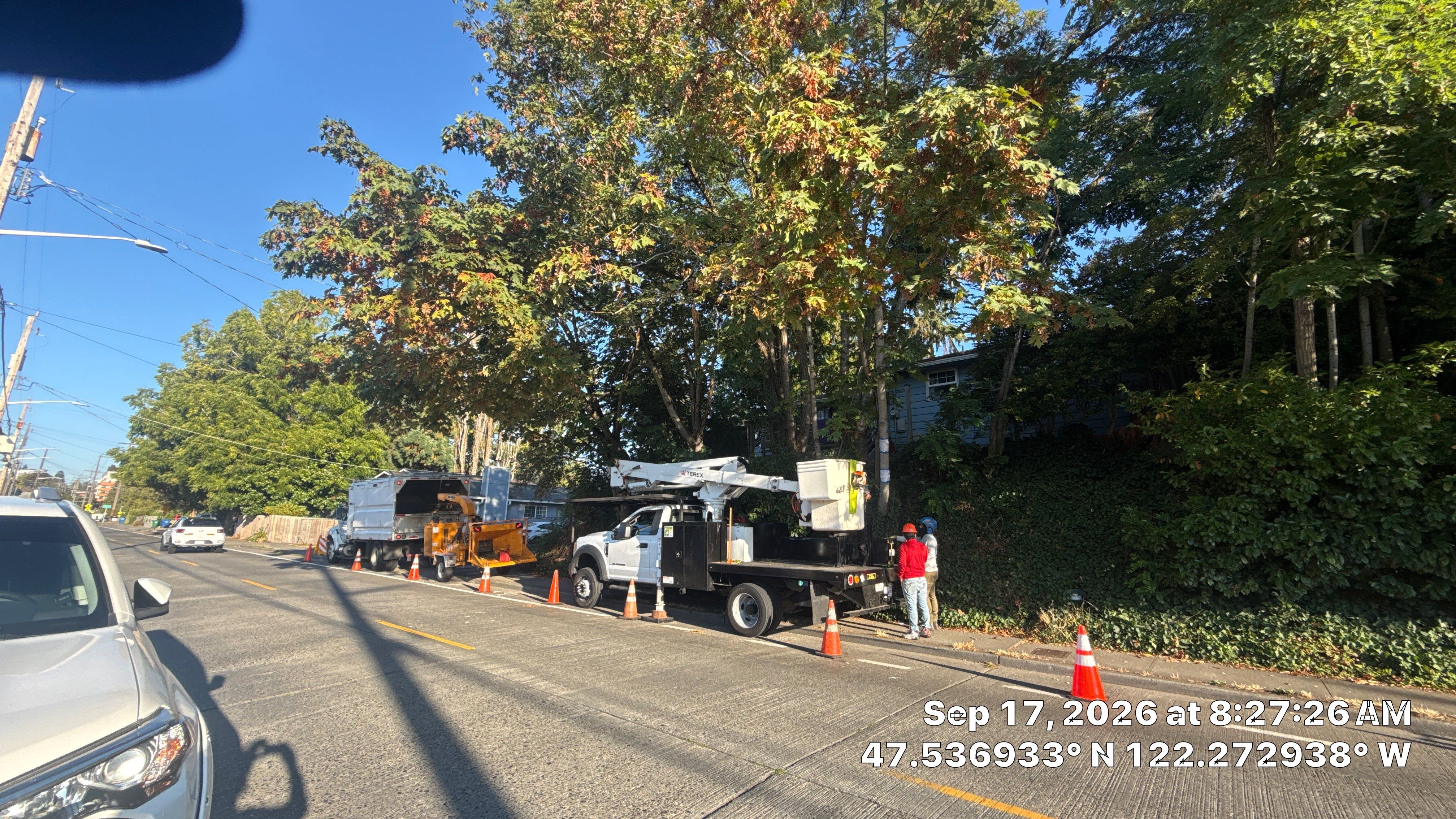 Seattle Hazardous Tree Removal Along Residential Street by Sound Tree Care LLC