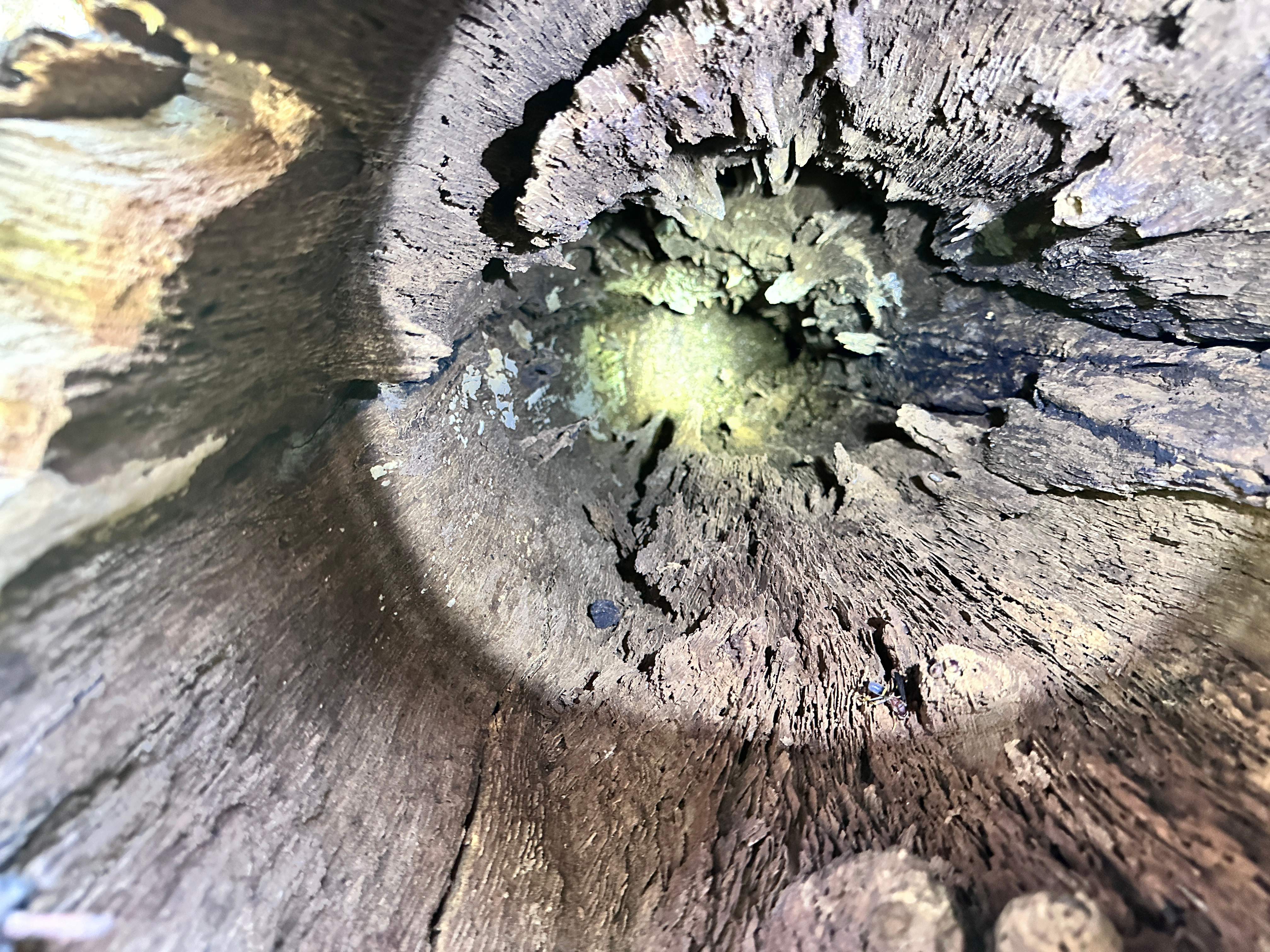 Wina-tree-go by Rockwall Honey Bee Company