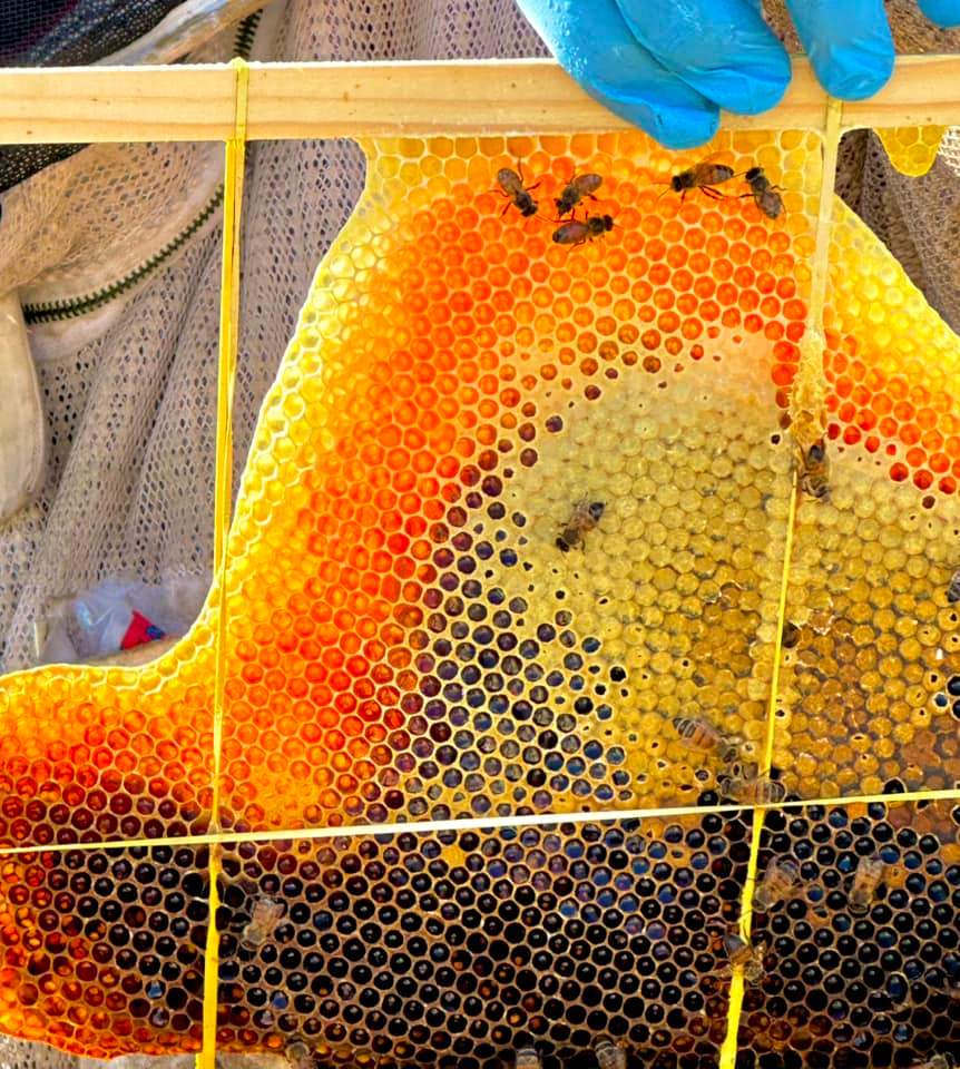 Rockwall Honey Bee Company HQ by Rockwall Honey Bee Company