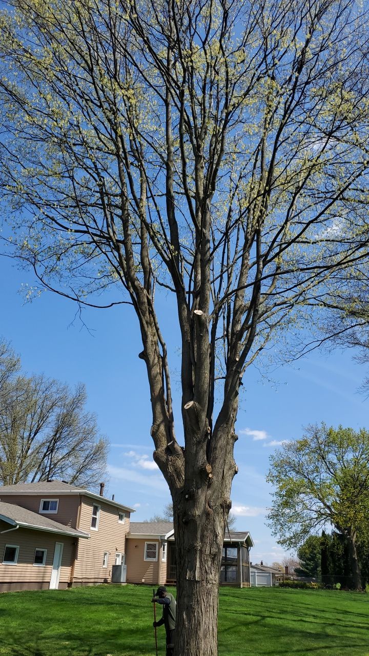 Tree Removal using Tree Removal by Mike Jones & Sons Tree Service LLC 