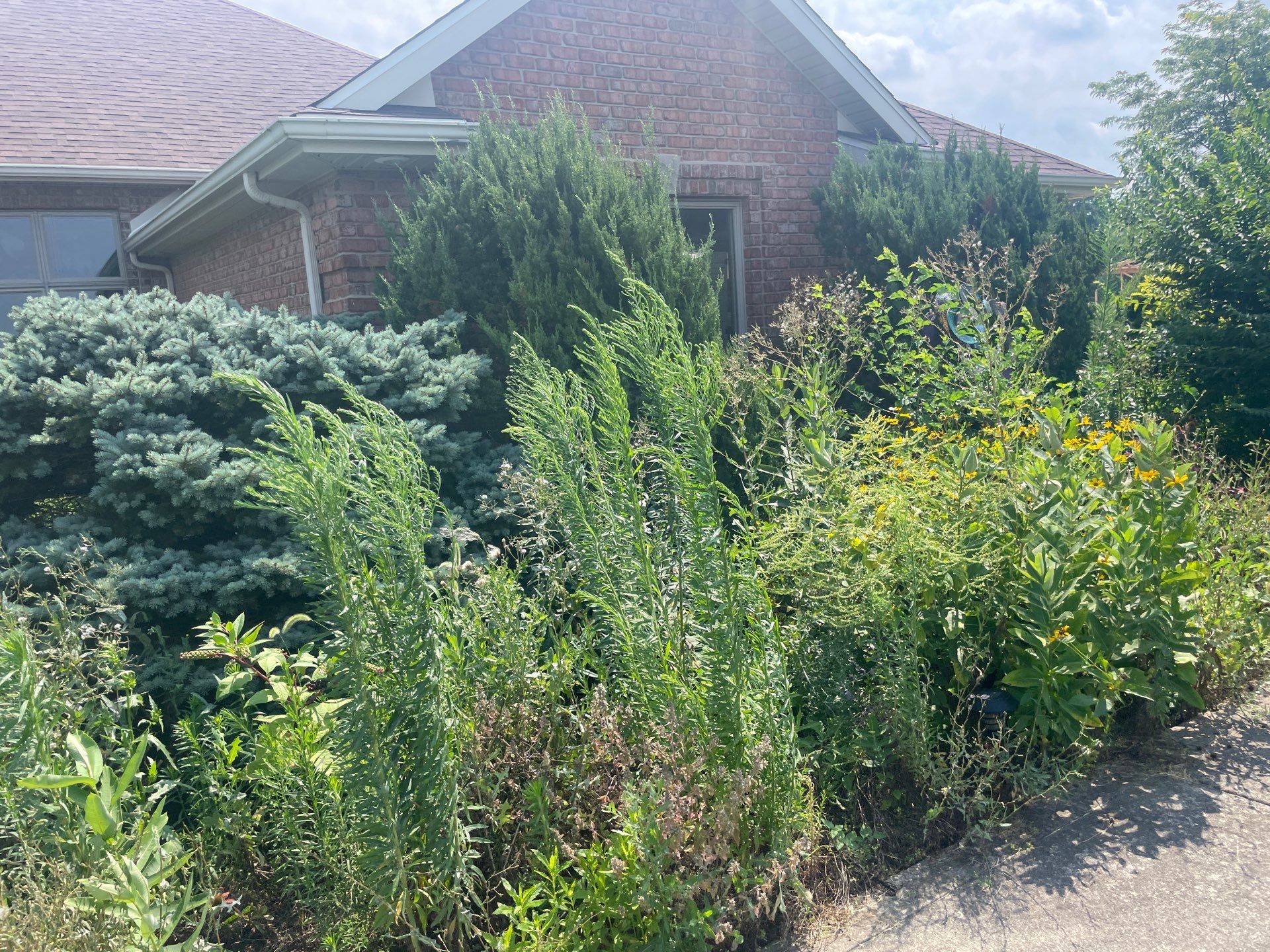 Overgrowth Takeover by Carrs lawn and landscape